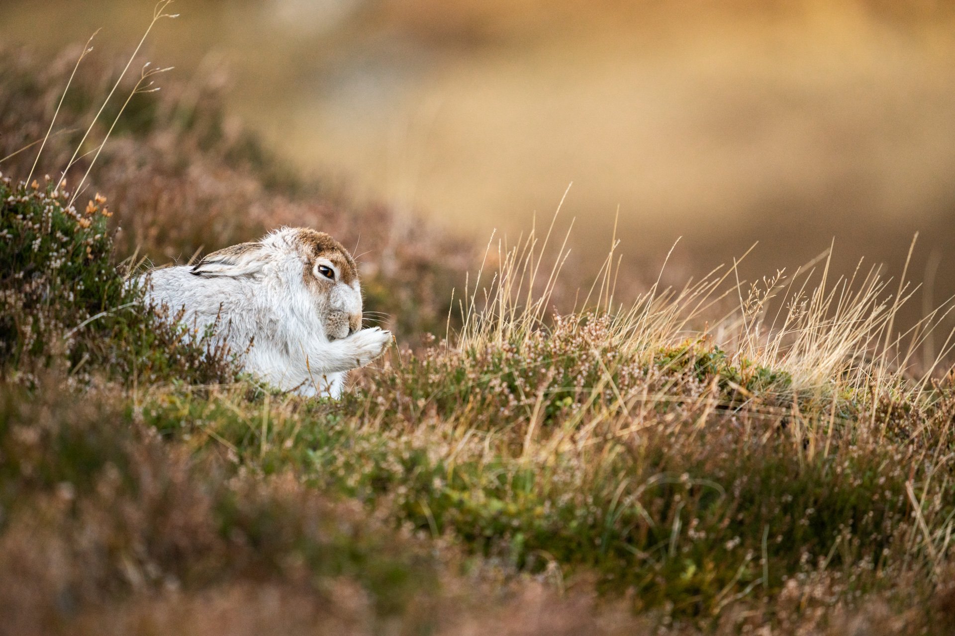 Winter Wildlife Tour Day 2 - Mountain Hares