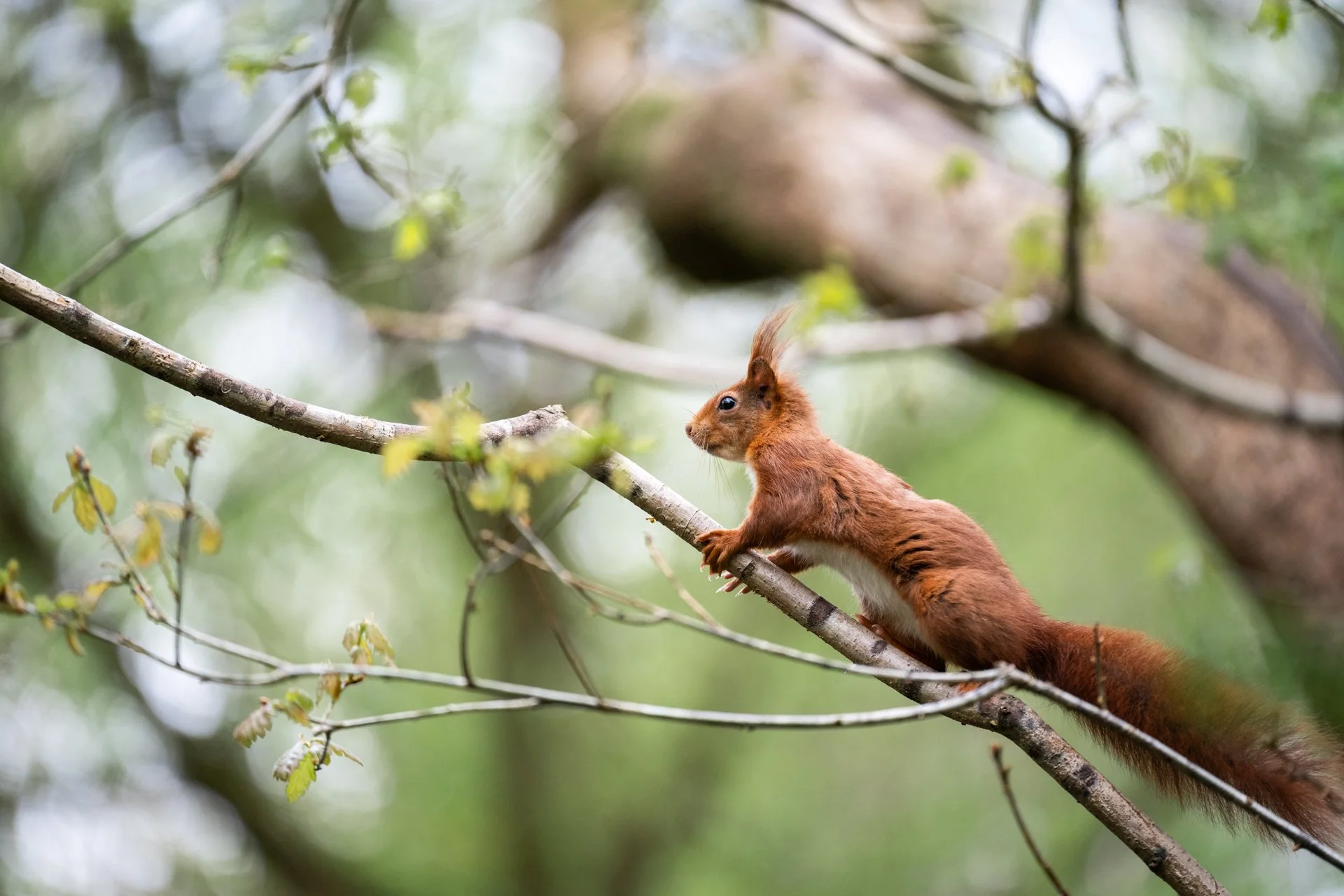 Bluebell Squirrels _06.jpg