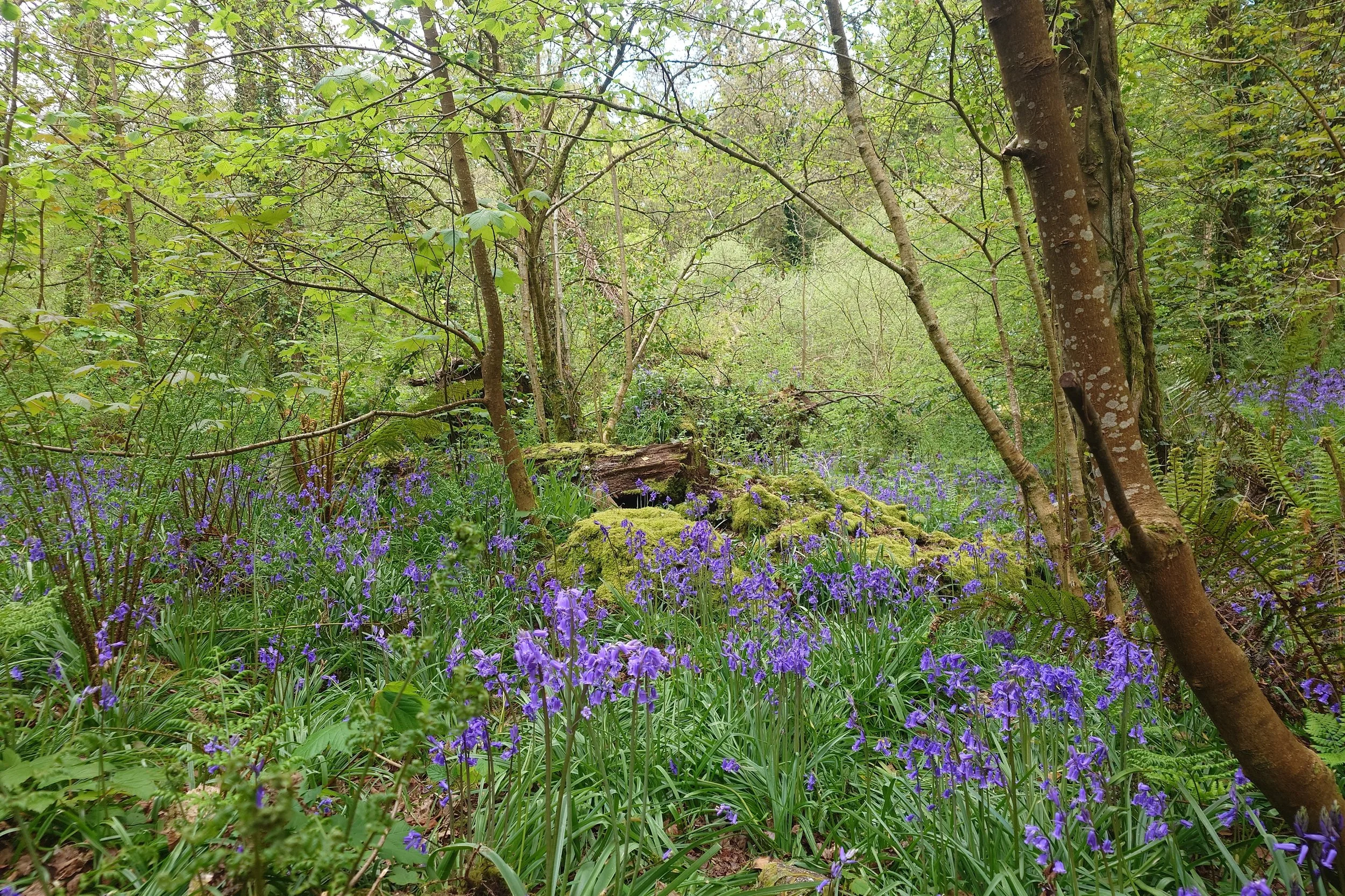 Bluebell Squirrels _36.JPG