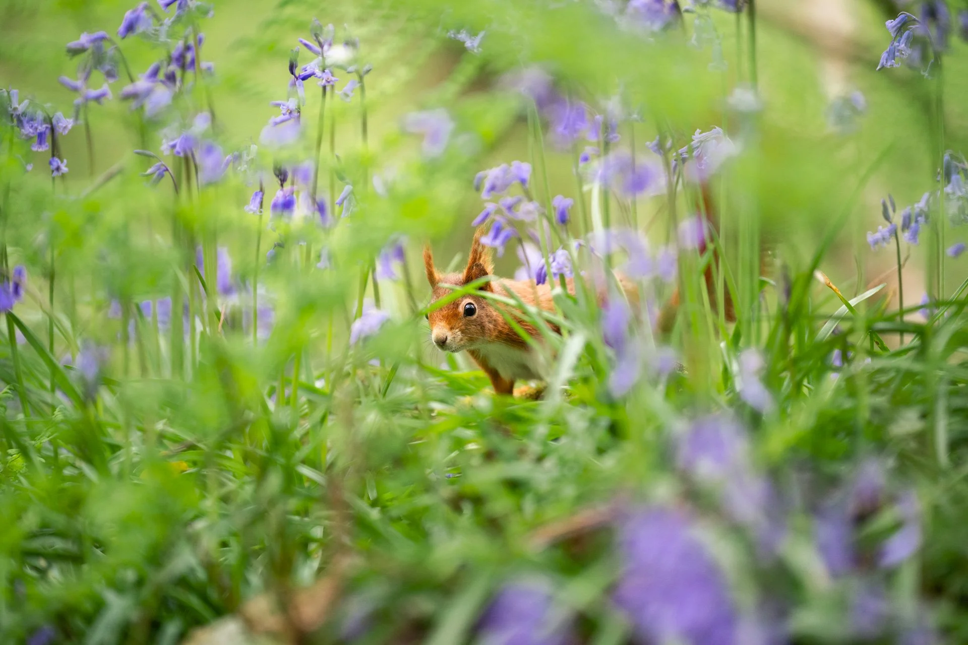 Bluebell Squirrels _13.jpg