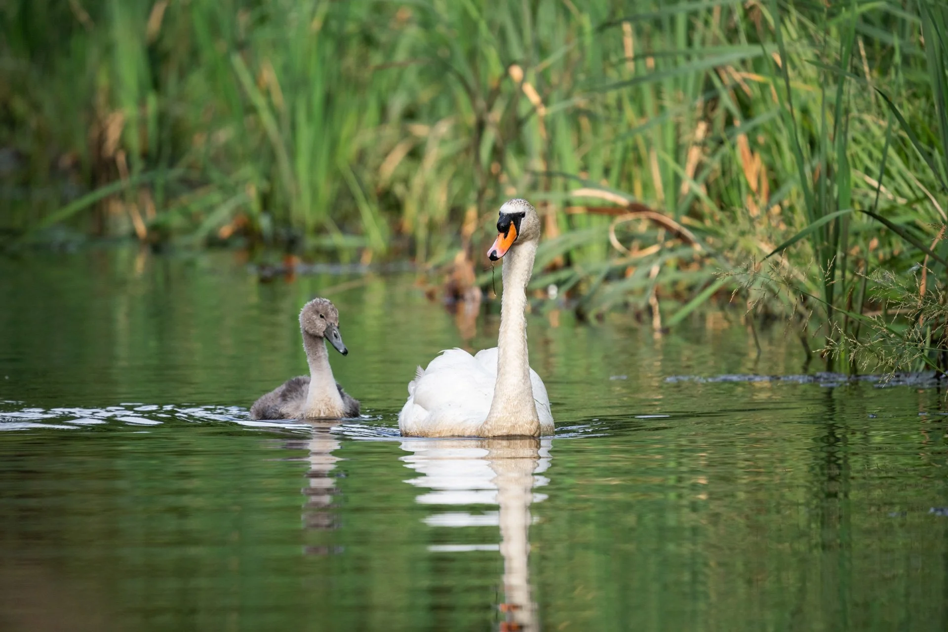 Aston Locks Nature Reserve _03.jpg