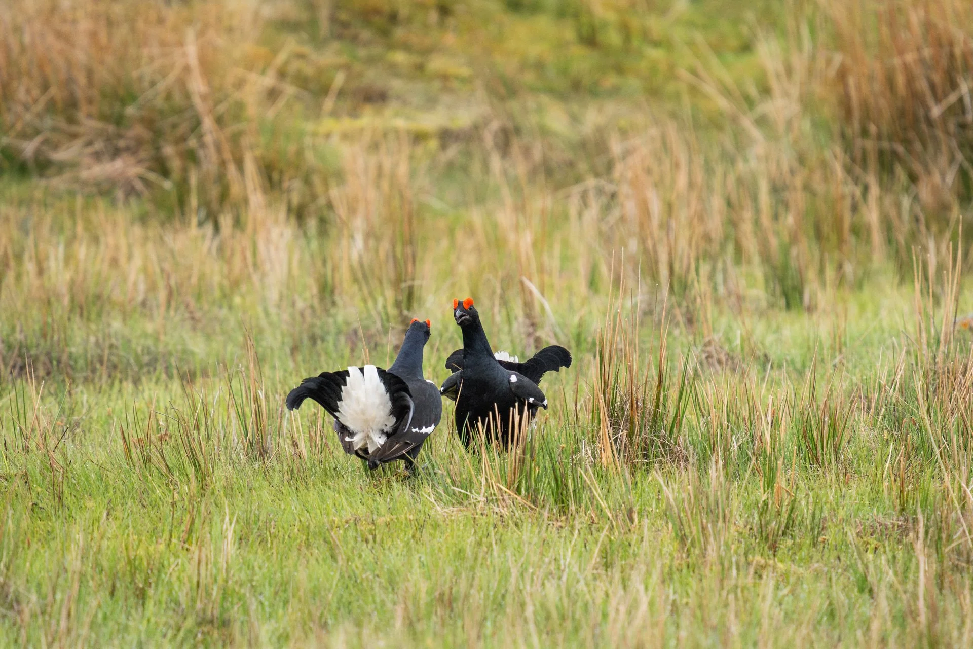 Black Grouse 11.jpg