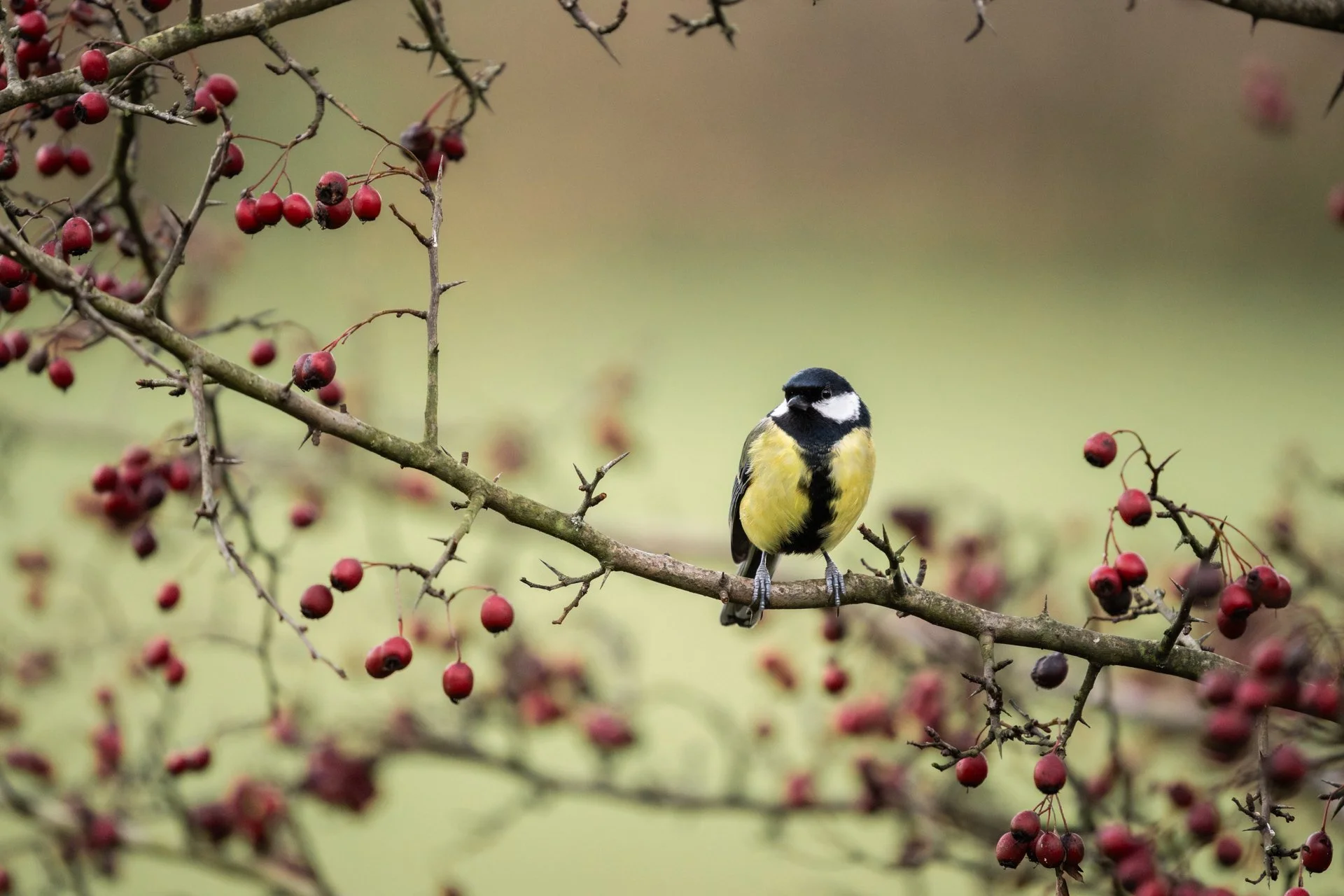 Decemeber Garden 05.jpg