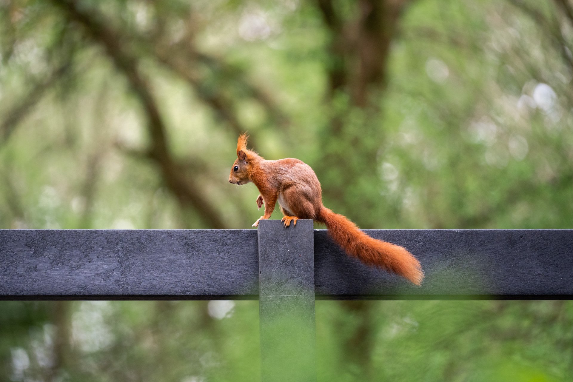 Bluebell Squirrels _07.jpg