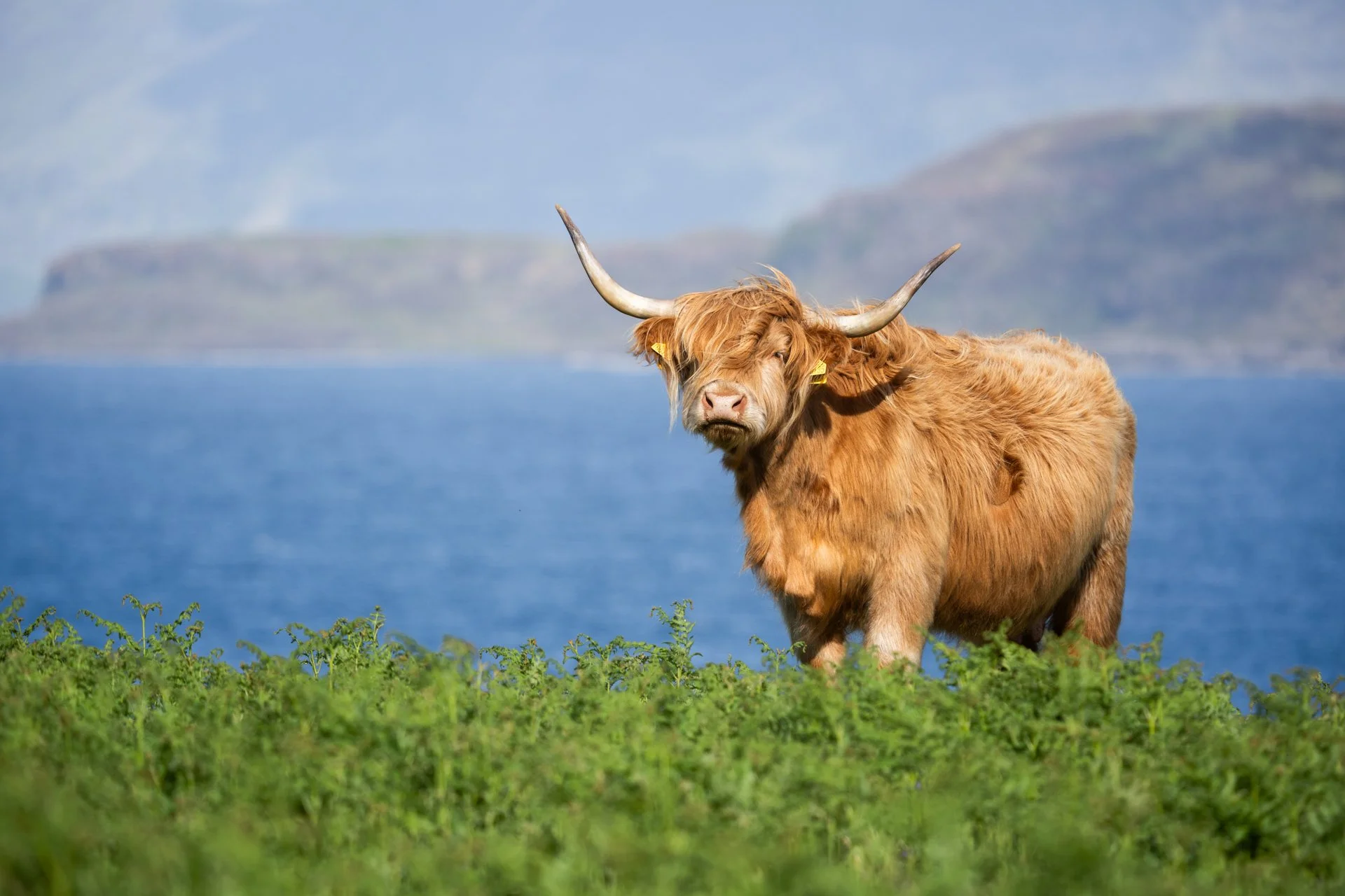 Ulva Photo Walk_23.jpg