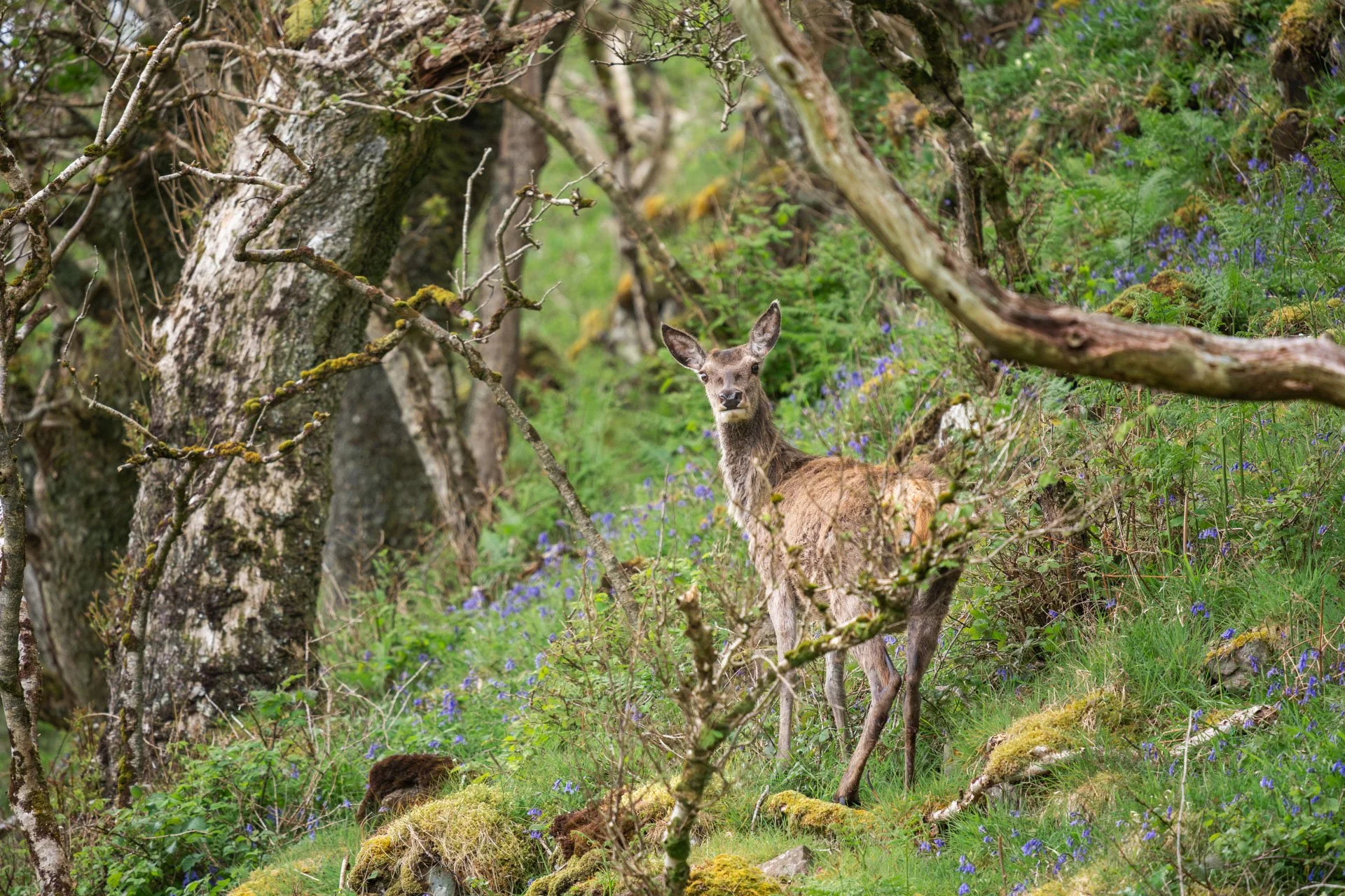 A Very Lucky Wildlife Walk on the Isle of Ulva