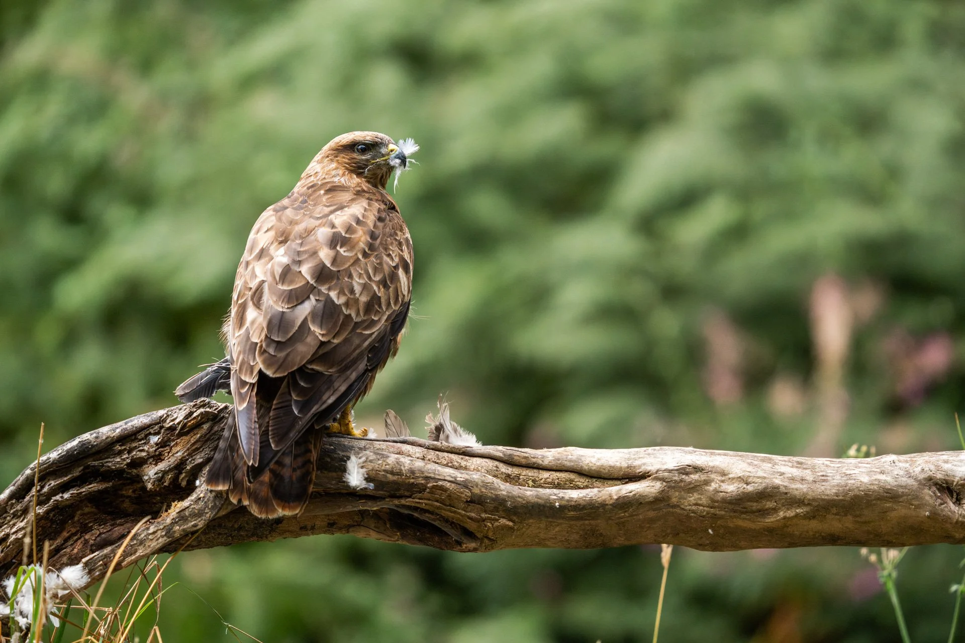Buzzard Hide (37).jpg