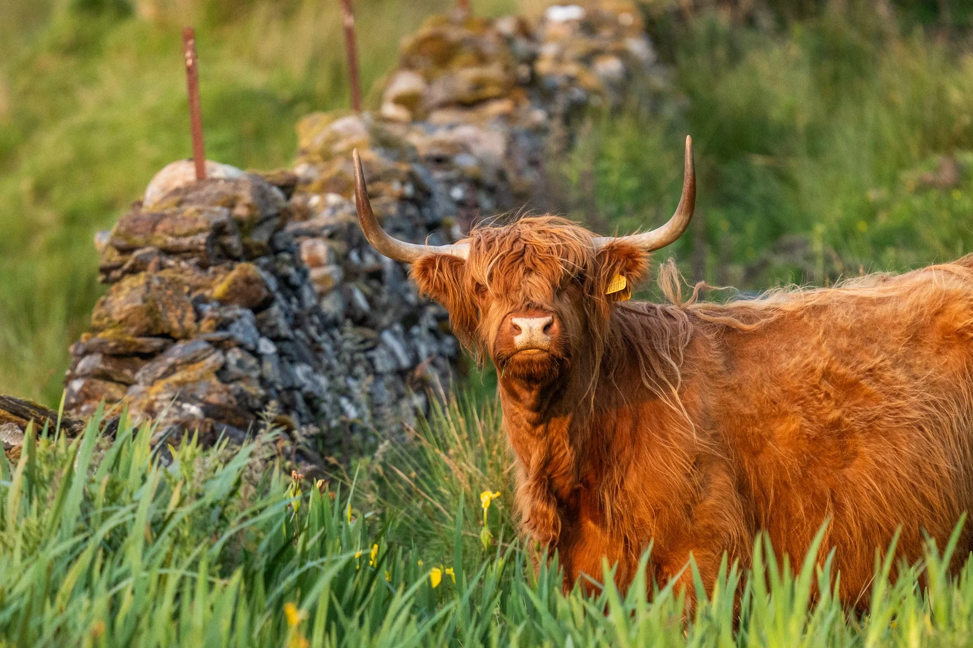 Kerrera_18.jpg