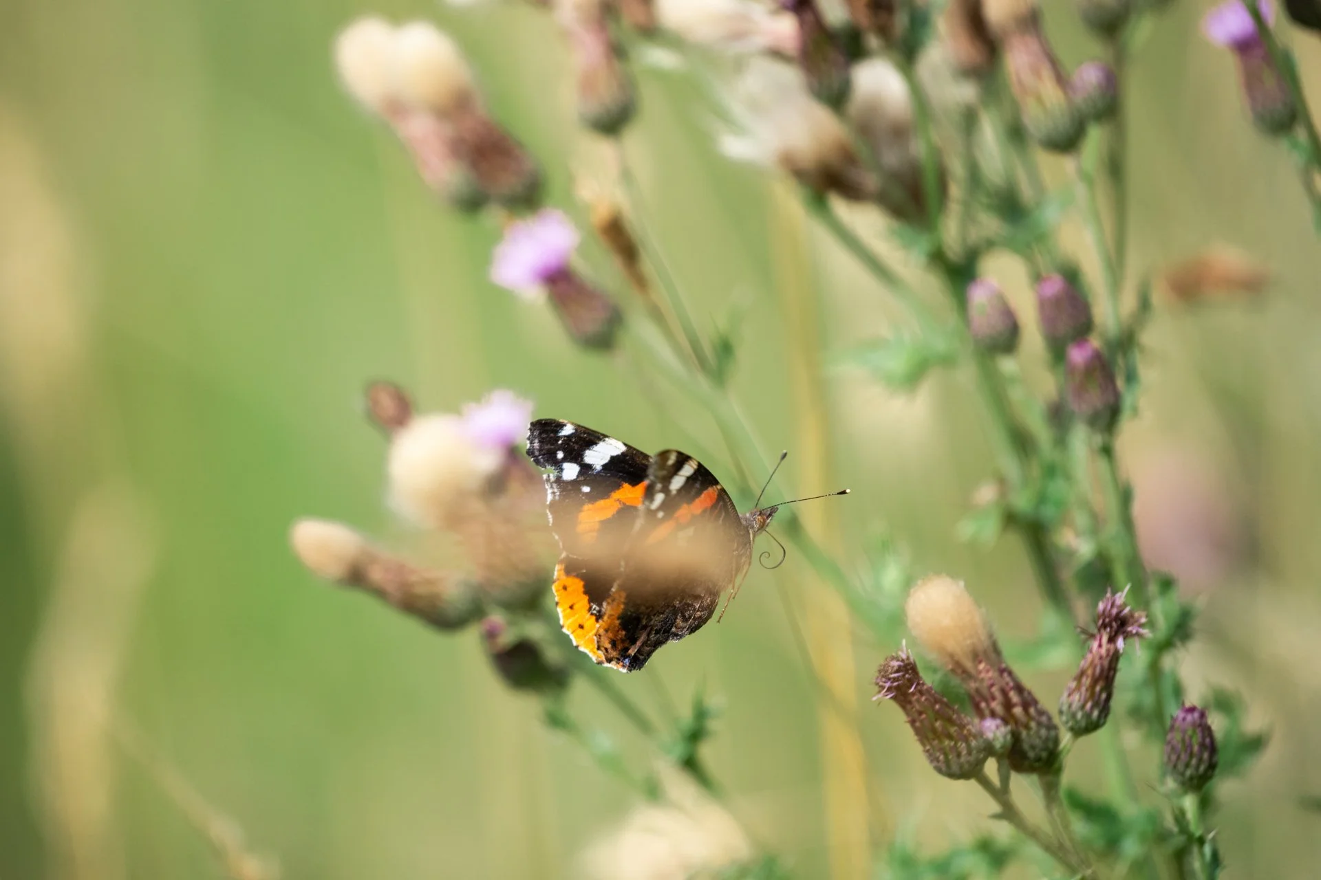 Aston Locks Nature Reserve _23.jpg