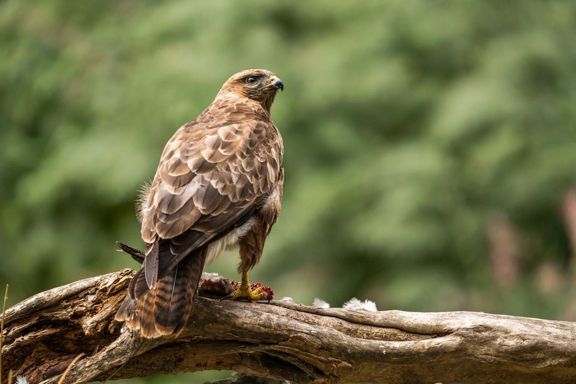 Buzzard Hide (57).jpg