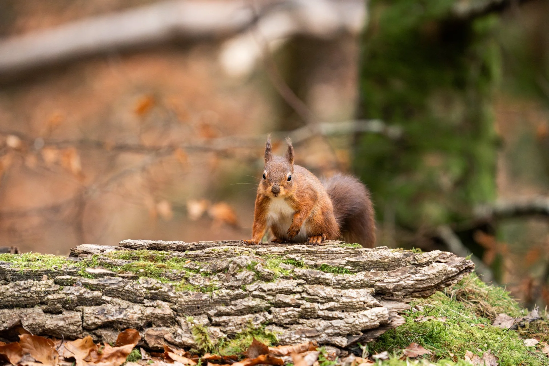 My Scottish Winter Wilflife Tour Begins!