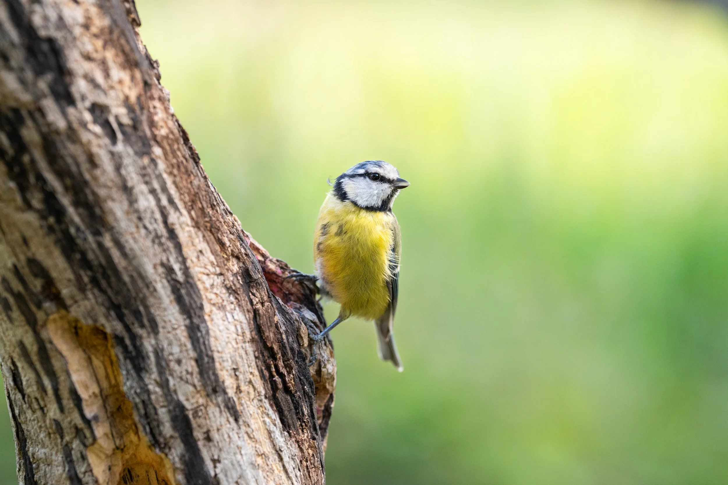 Getting up close with the garden birds