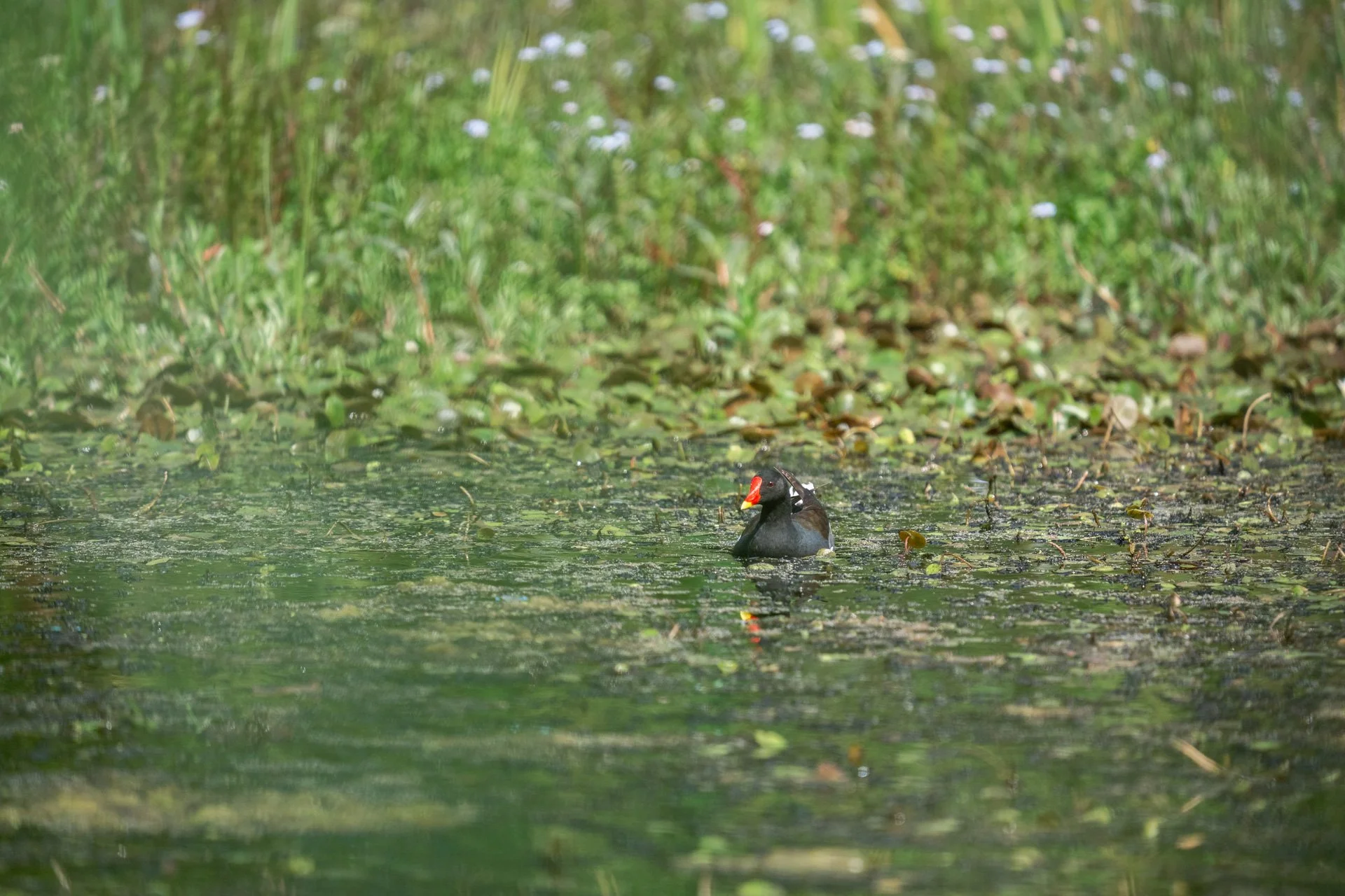 Aston Locks Nature Reserve _35.jpg