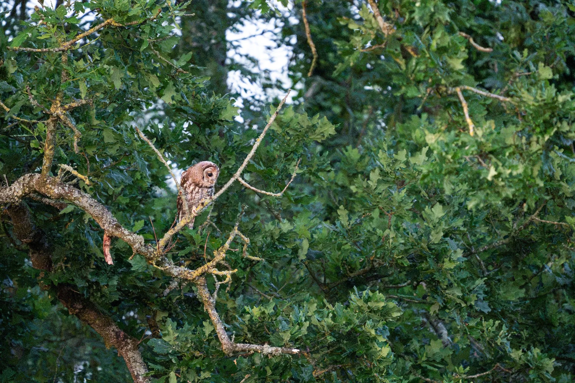 Tawny Owls _10.jpg