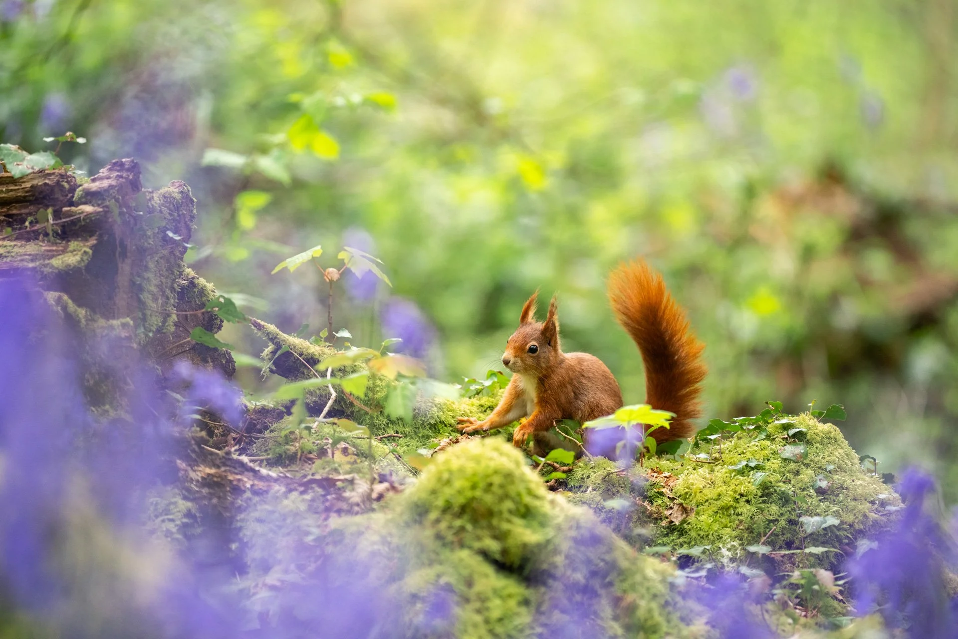 Bluebell Squirrels _29.jpg