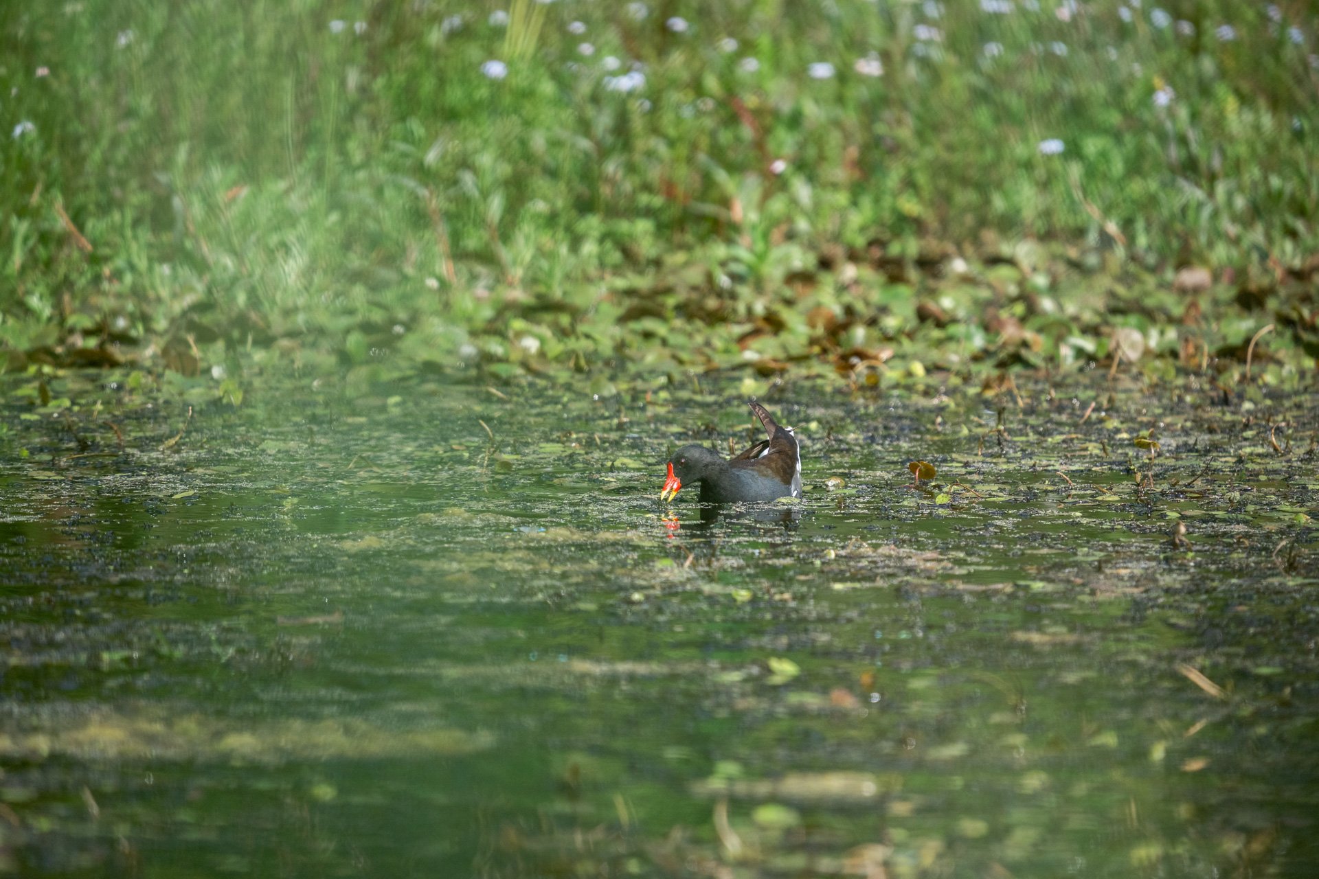 Aston Locks Nature Reserve _36.jpg