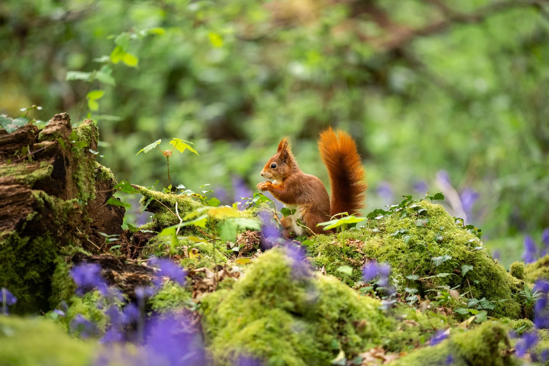 Bluebell Squirrels _27.jpg