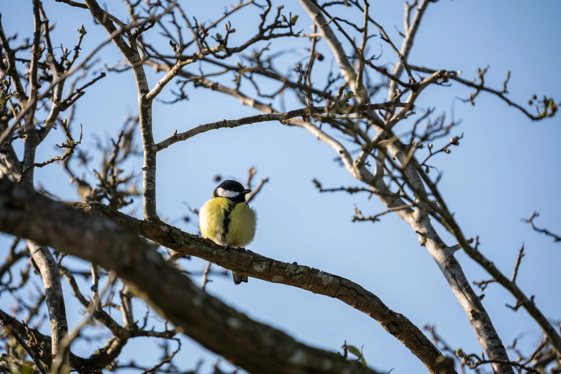 Local Wildlife Walk _16.jpg
