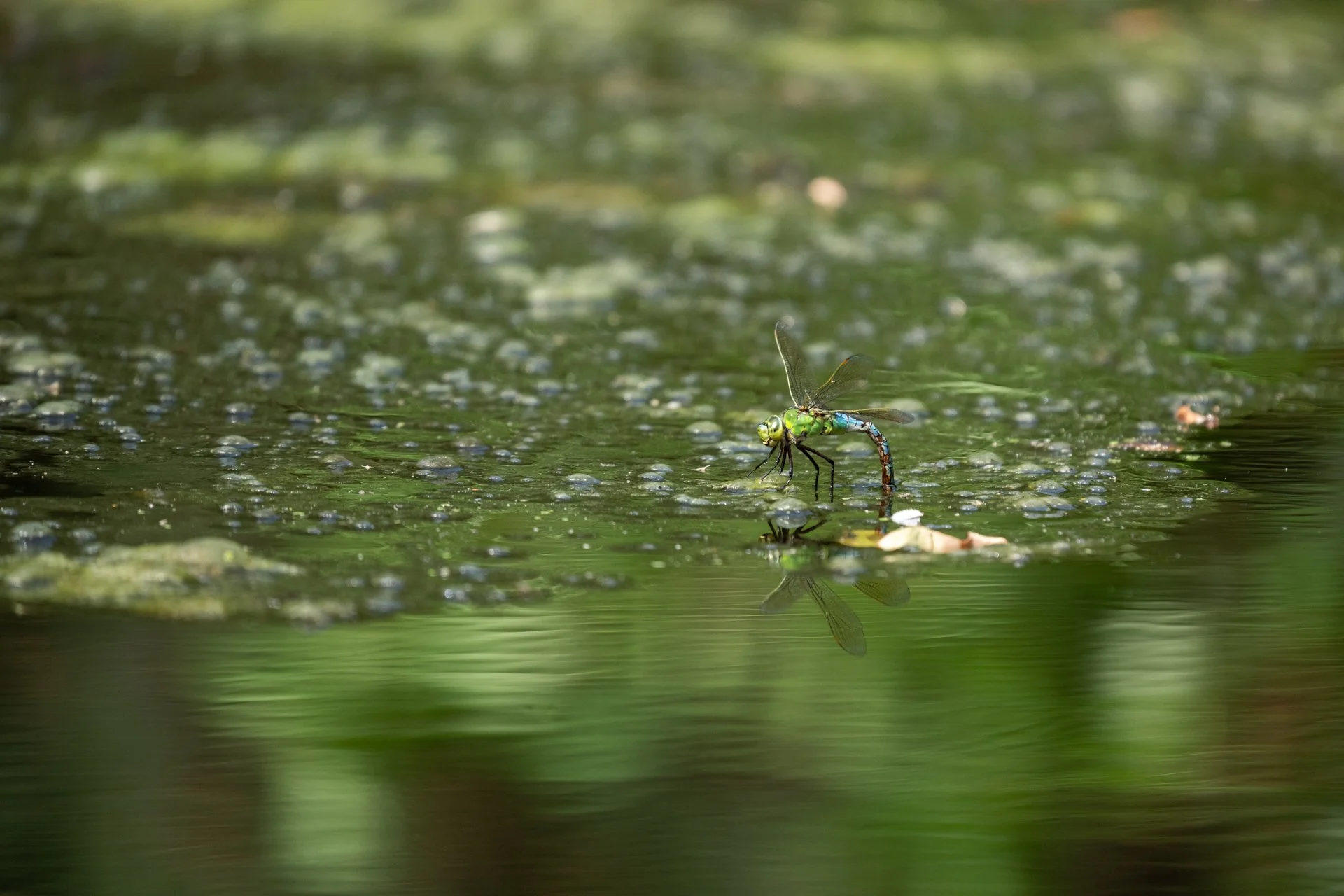 Aston Locks Nature Reserve _43.jpg