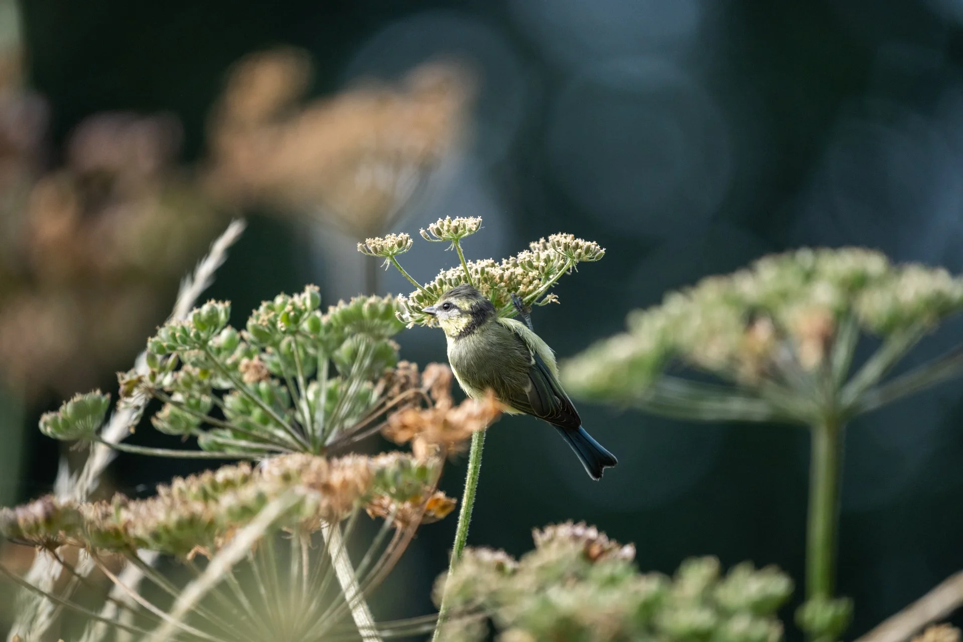 Aston Locks Nature Reserve _25.jpg