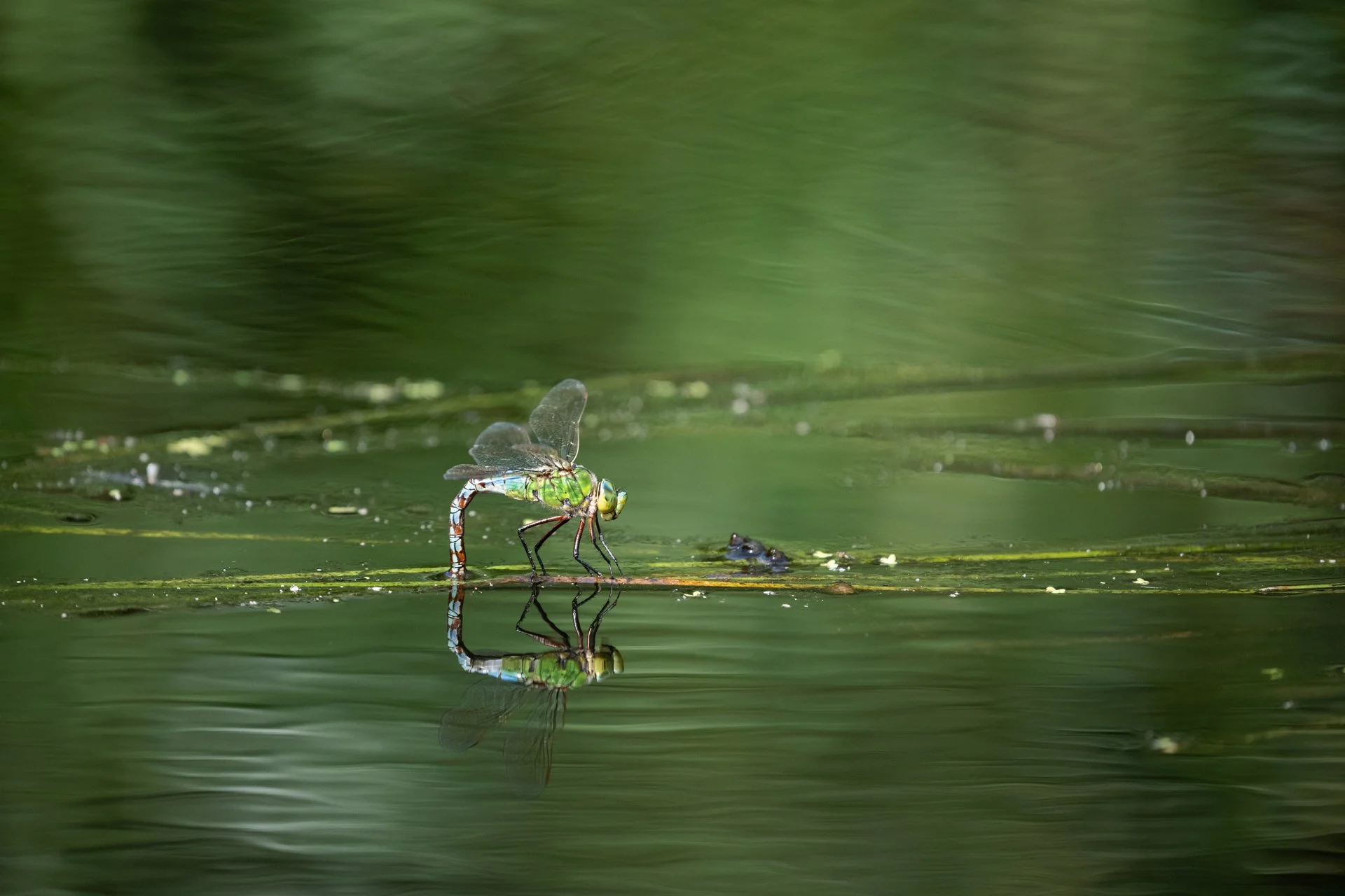 Aston Locks Nature Reserve _38.jpg