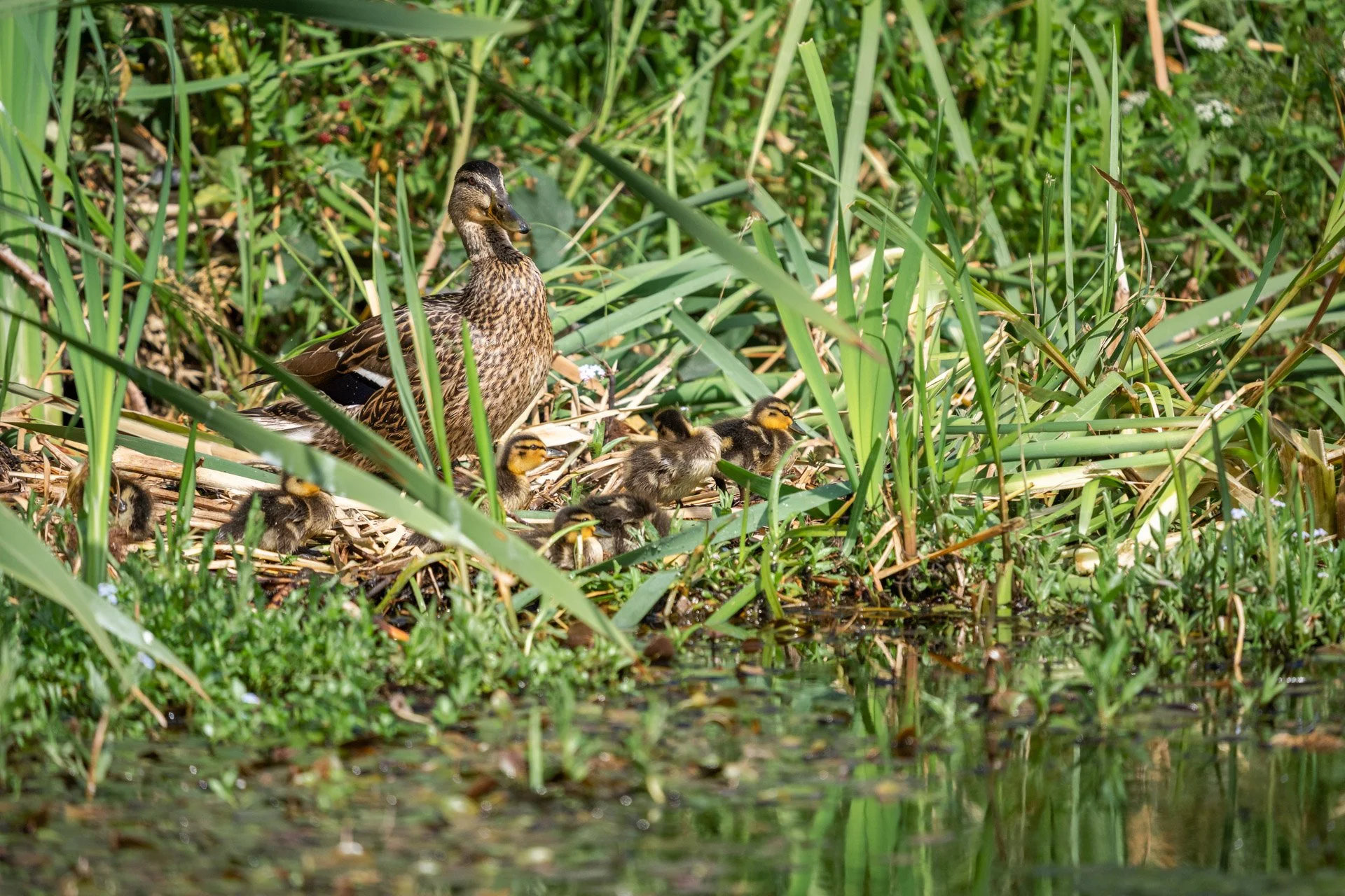 Aston Locks Nature Reserve _33.jpg
