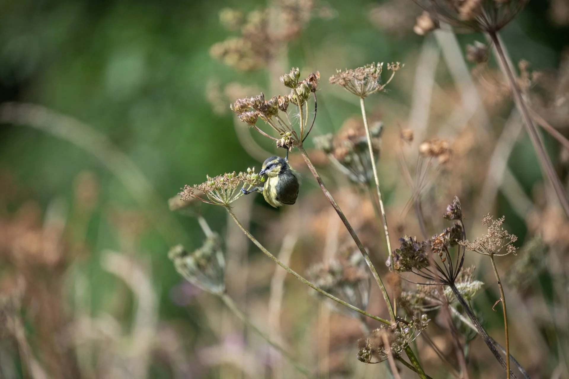 Aston Locks Nature Reserve _28.jpg