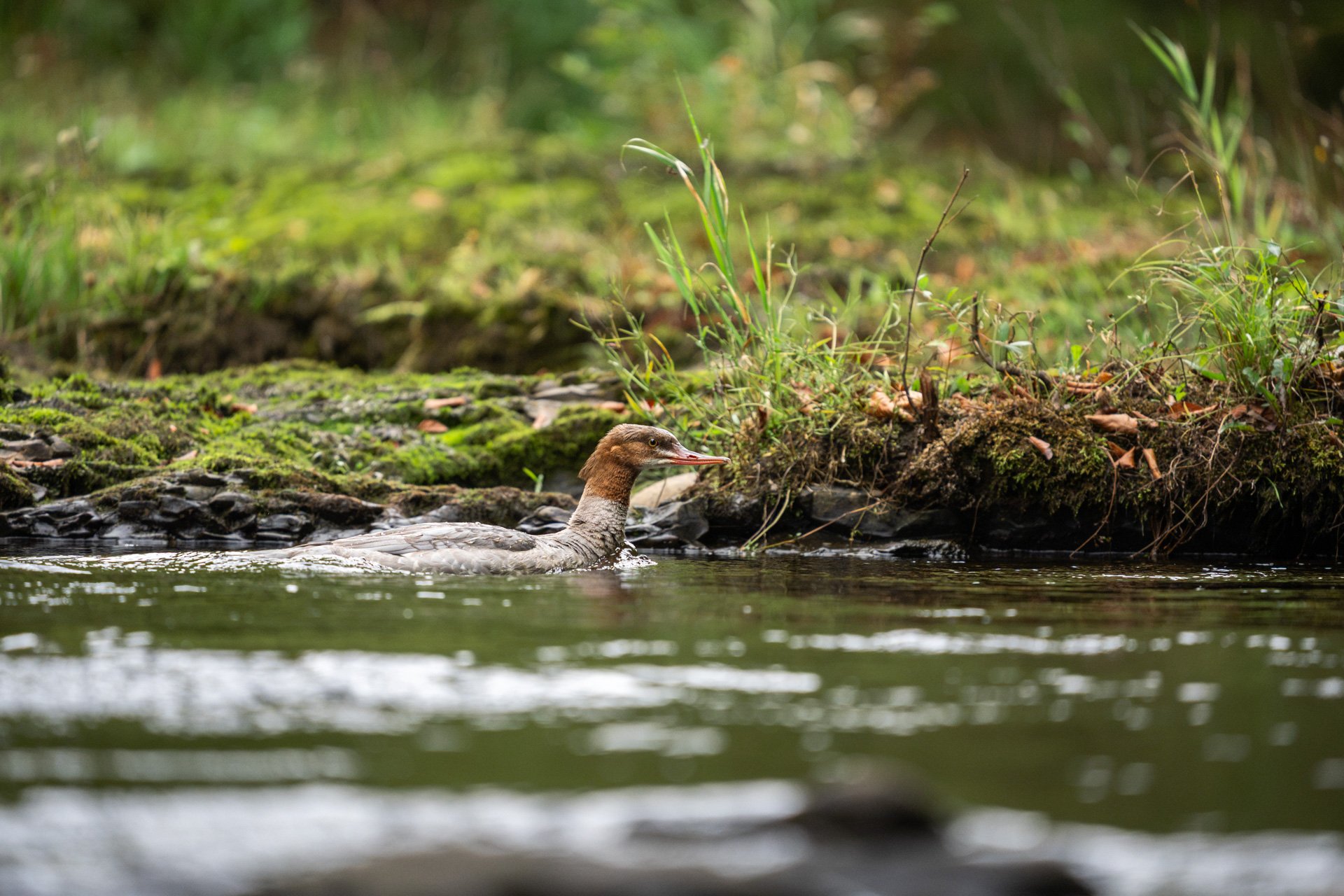 Dippers_07.jpg