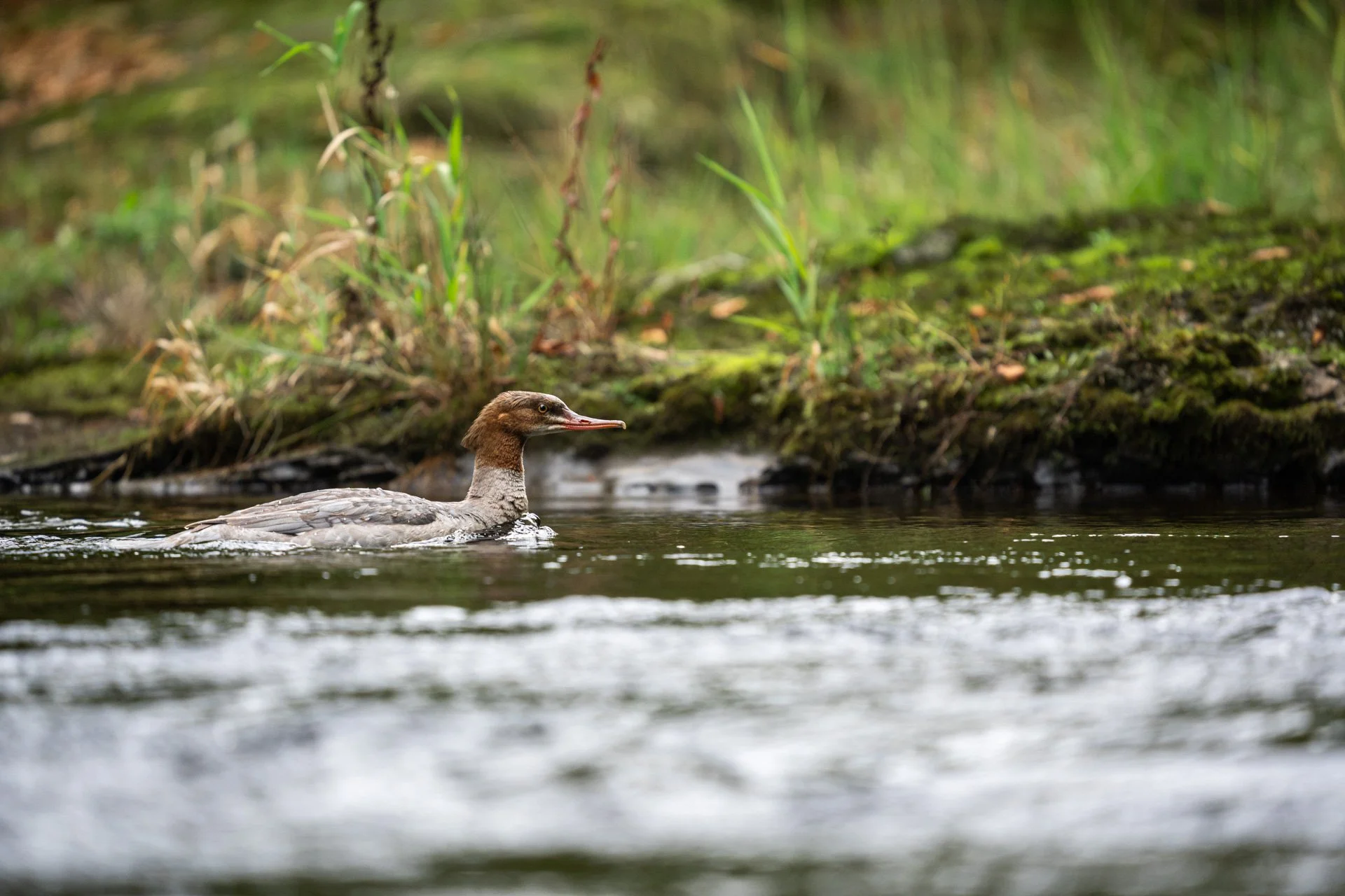 Dippers_04.jpg