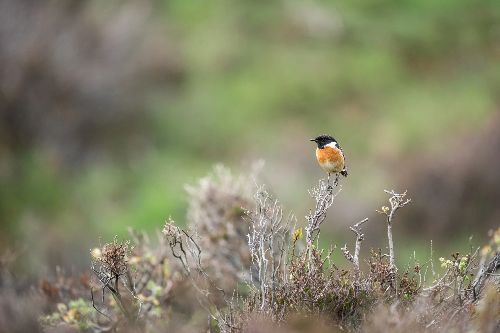 Ulva Photo Walk_07.jpg