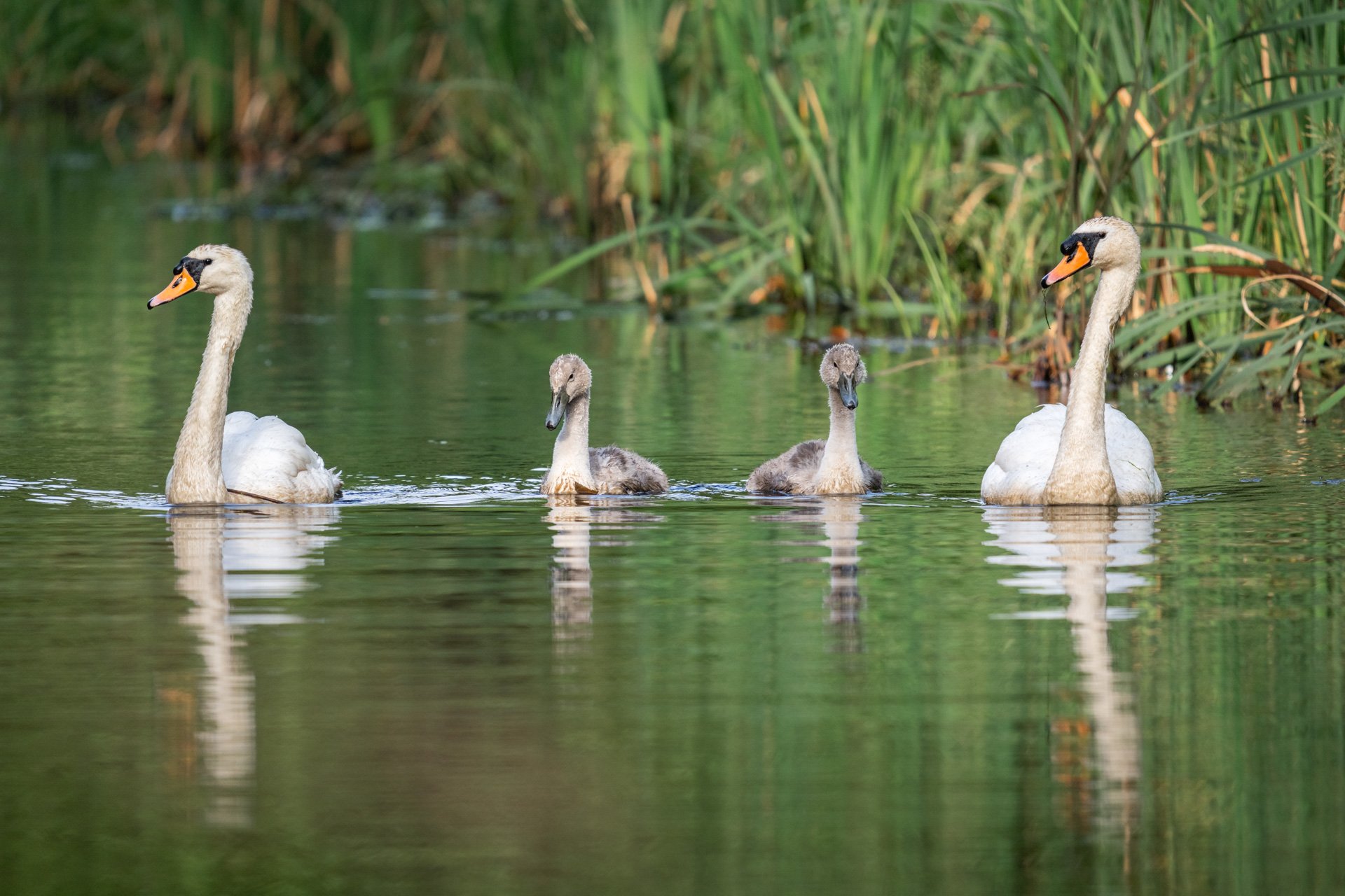 Aston Locks Nature Reserve _02.jpg