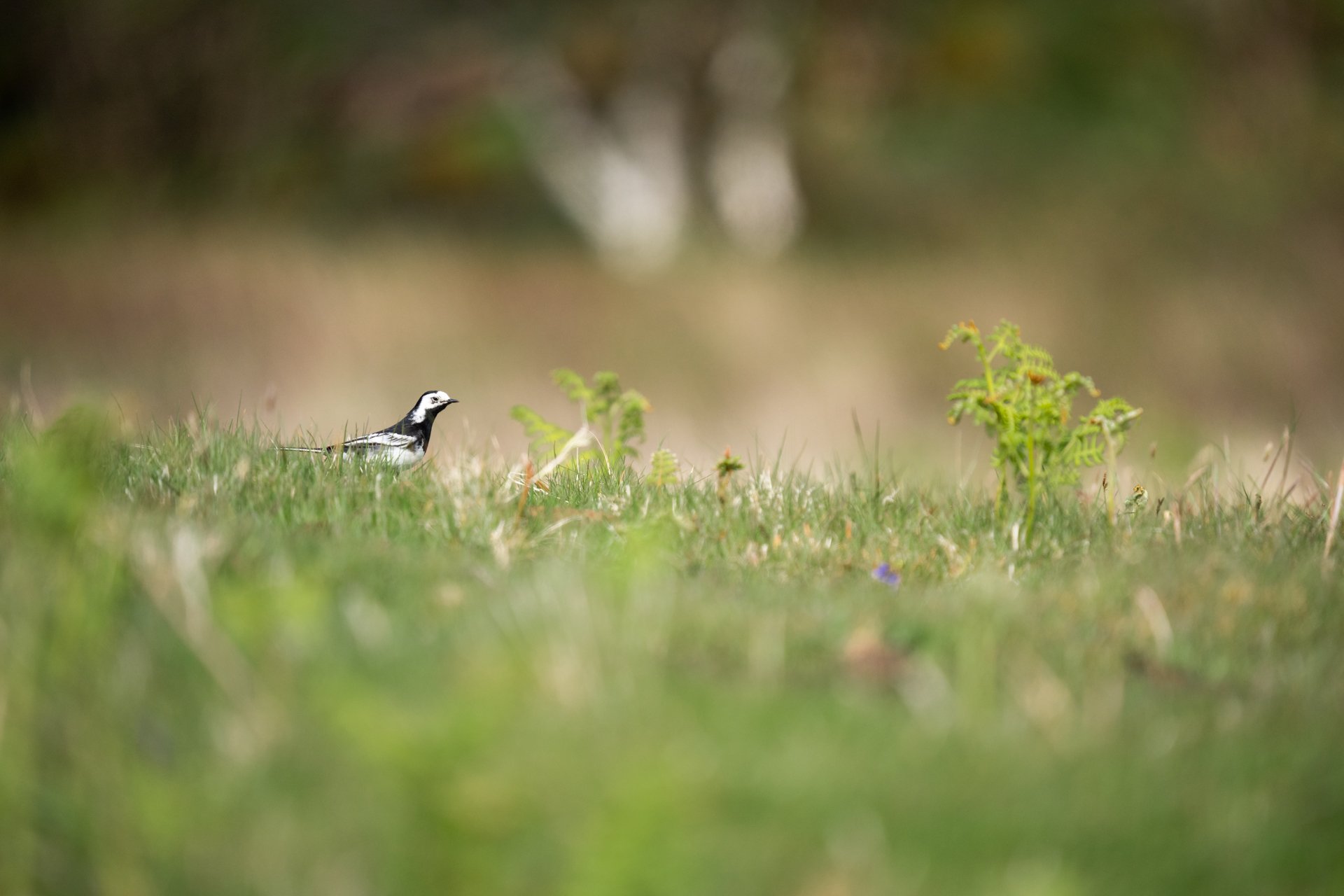 Ulva Photo Walk_17.jpg
