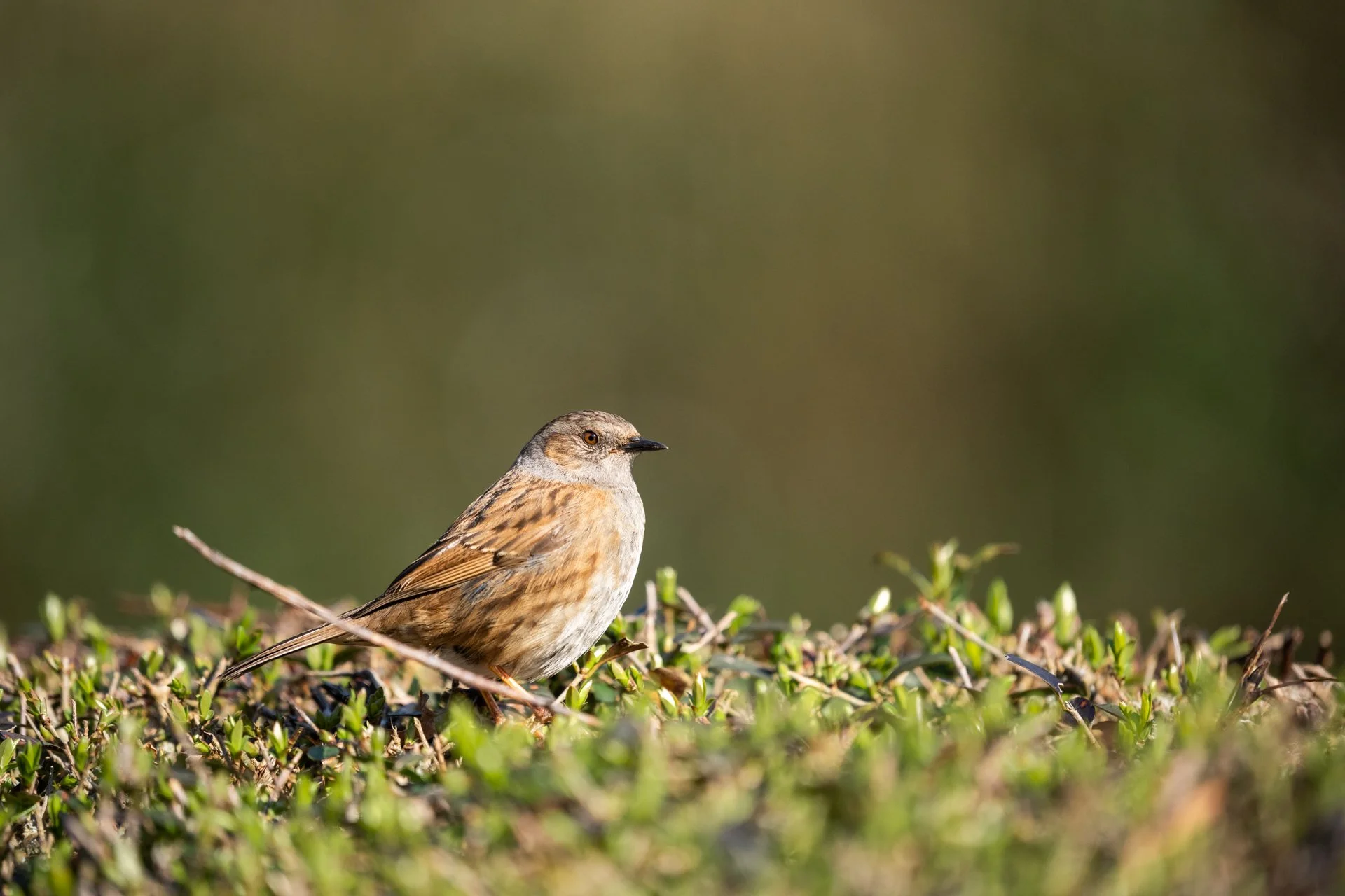 Local Wildlife Walk _25.jpg