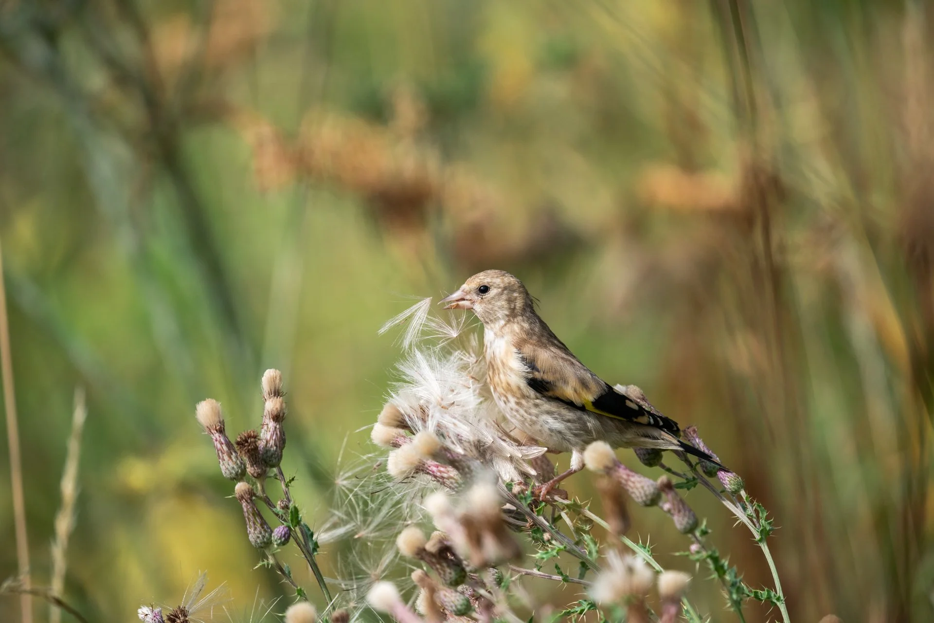 Aston Locks Nature Reserve _27.jpg