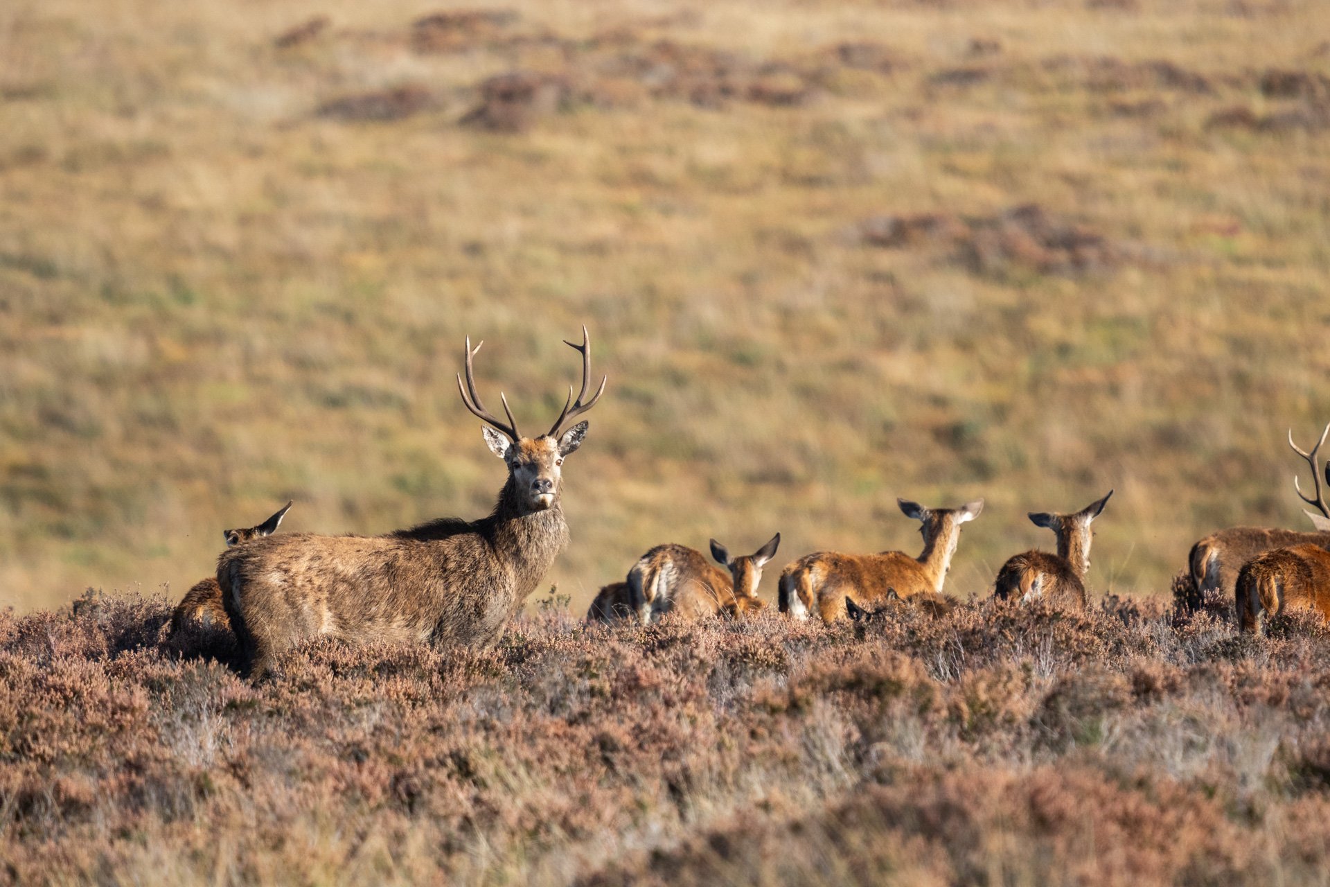 Peak District Deer _17.jpg