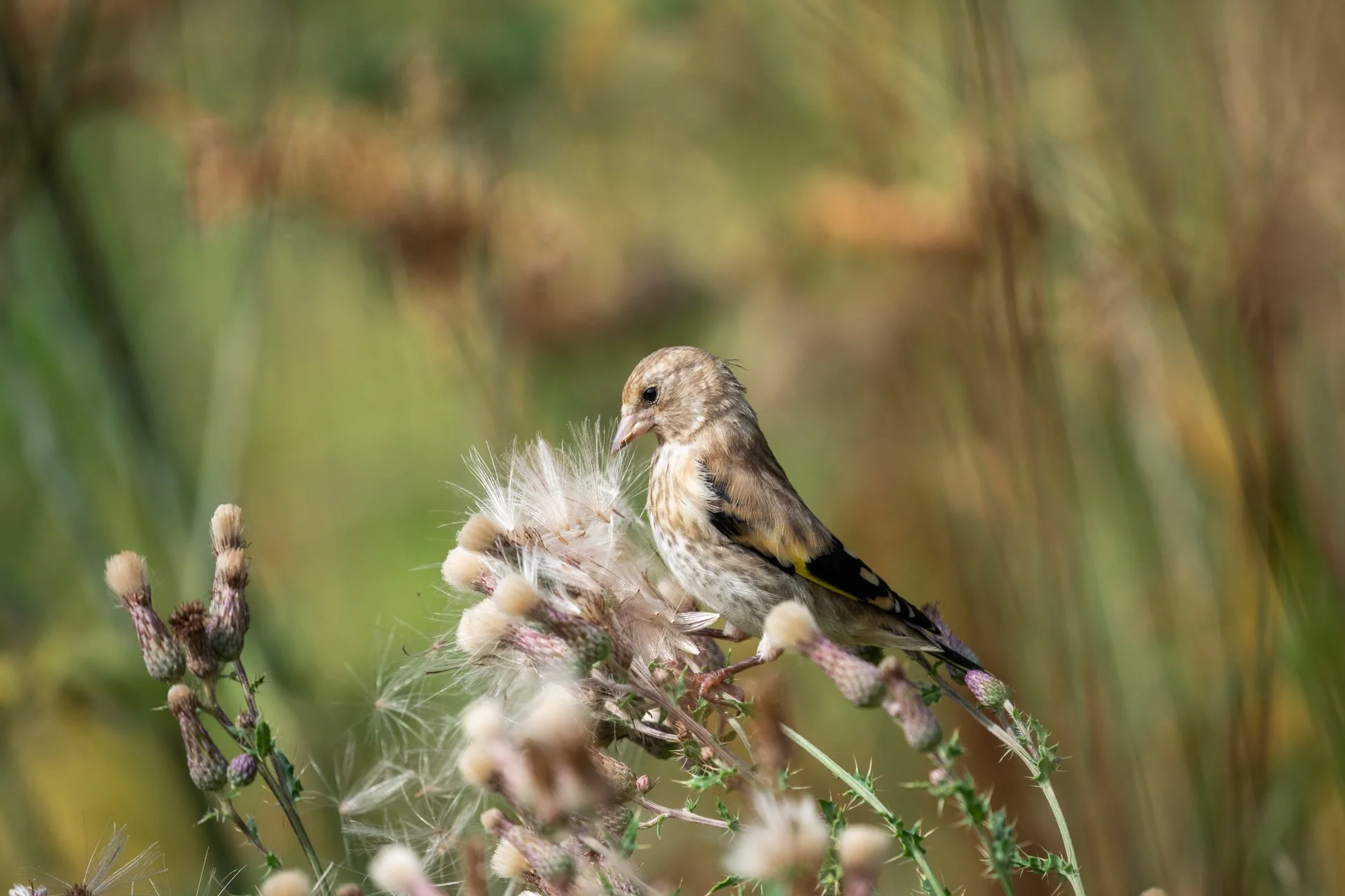 Aston Locks Nature Reserve _26.jpg