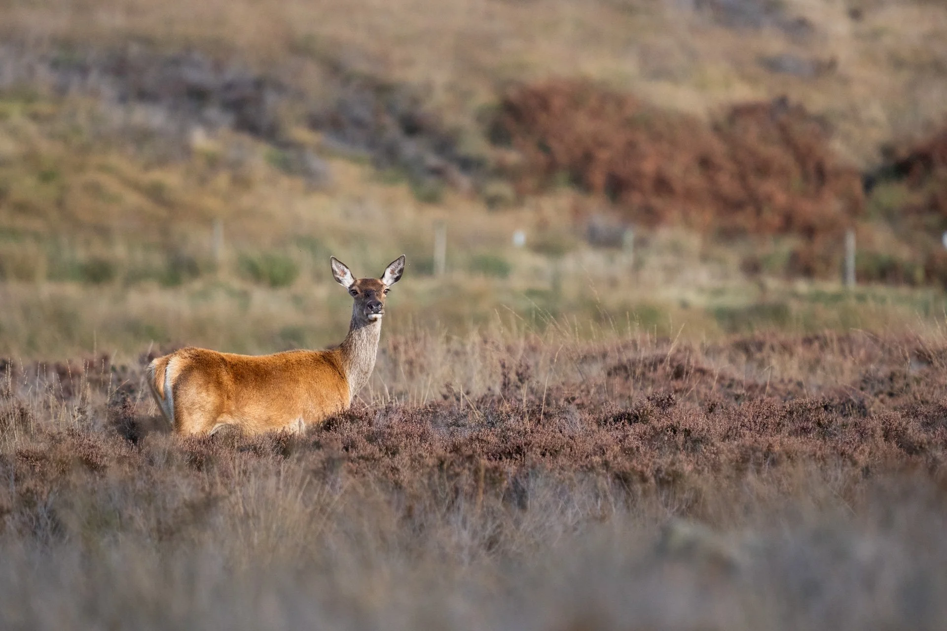 Peak District Deer _12.jpg