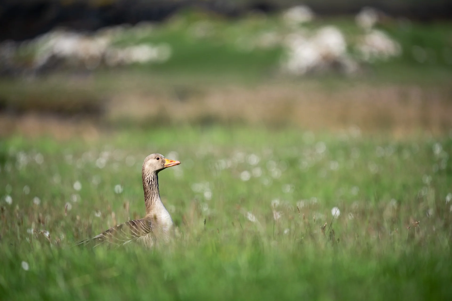 Ulva Photo Walk_28.jpg