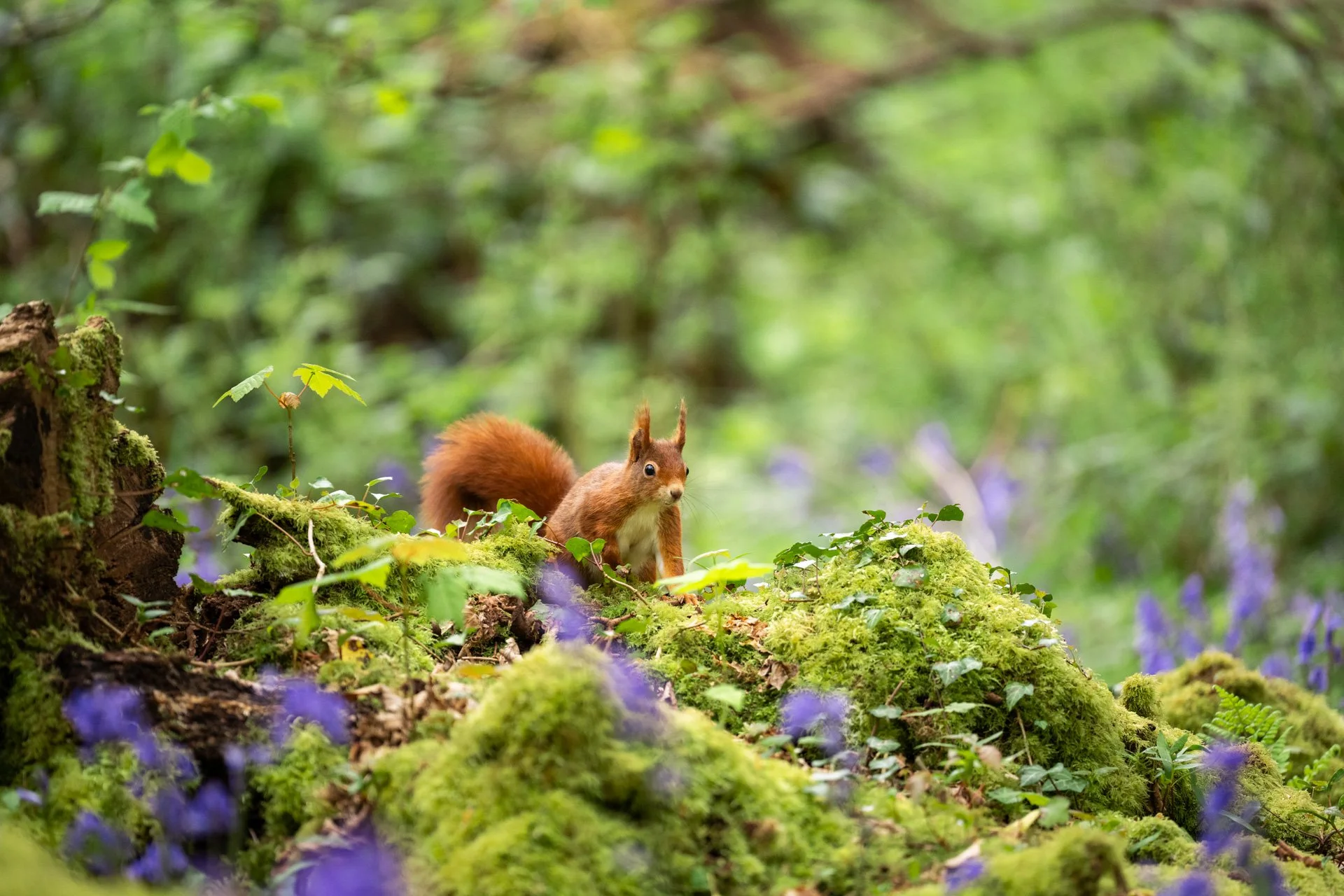 Bluebell Squirrels _25.jpg