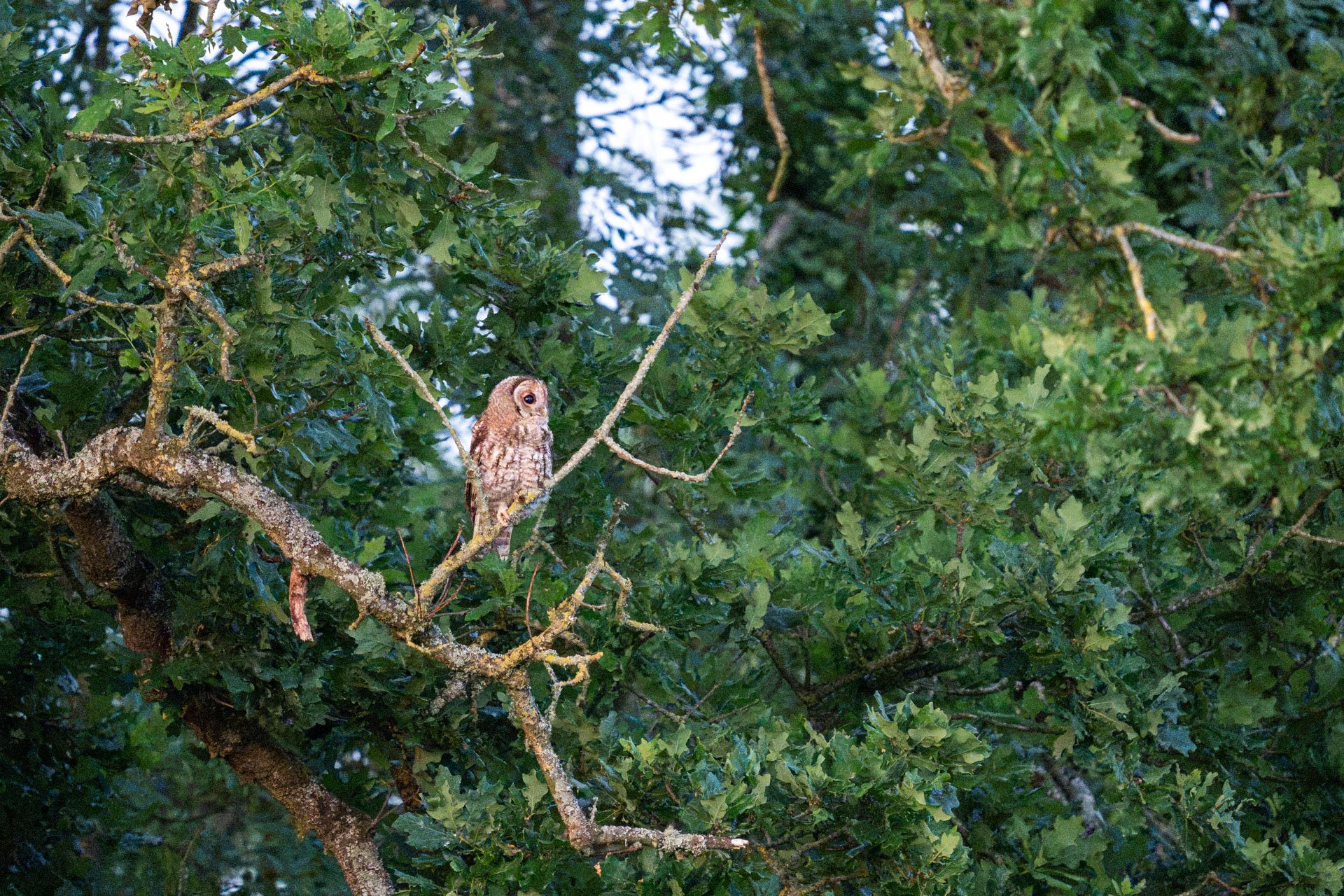 I took my sister to see her first UK owl