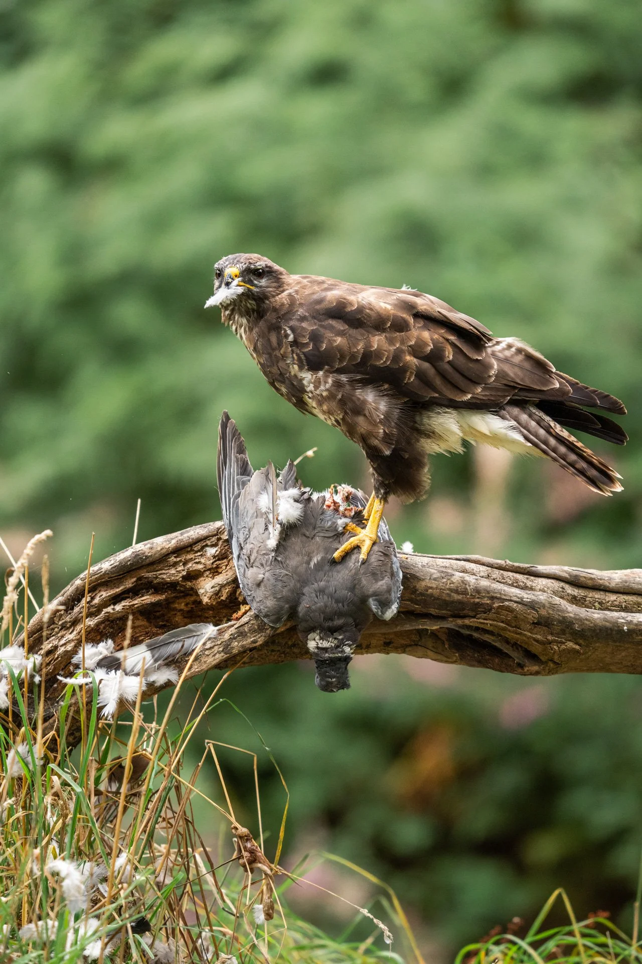 Buzzard Hide (17).jpg