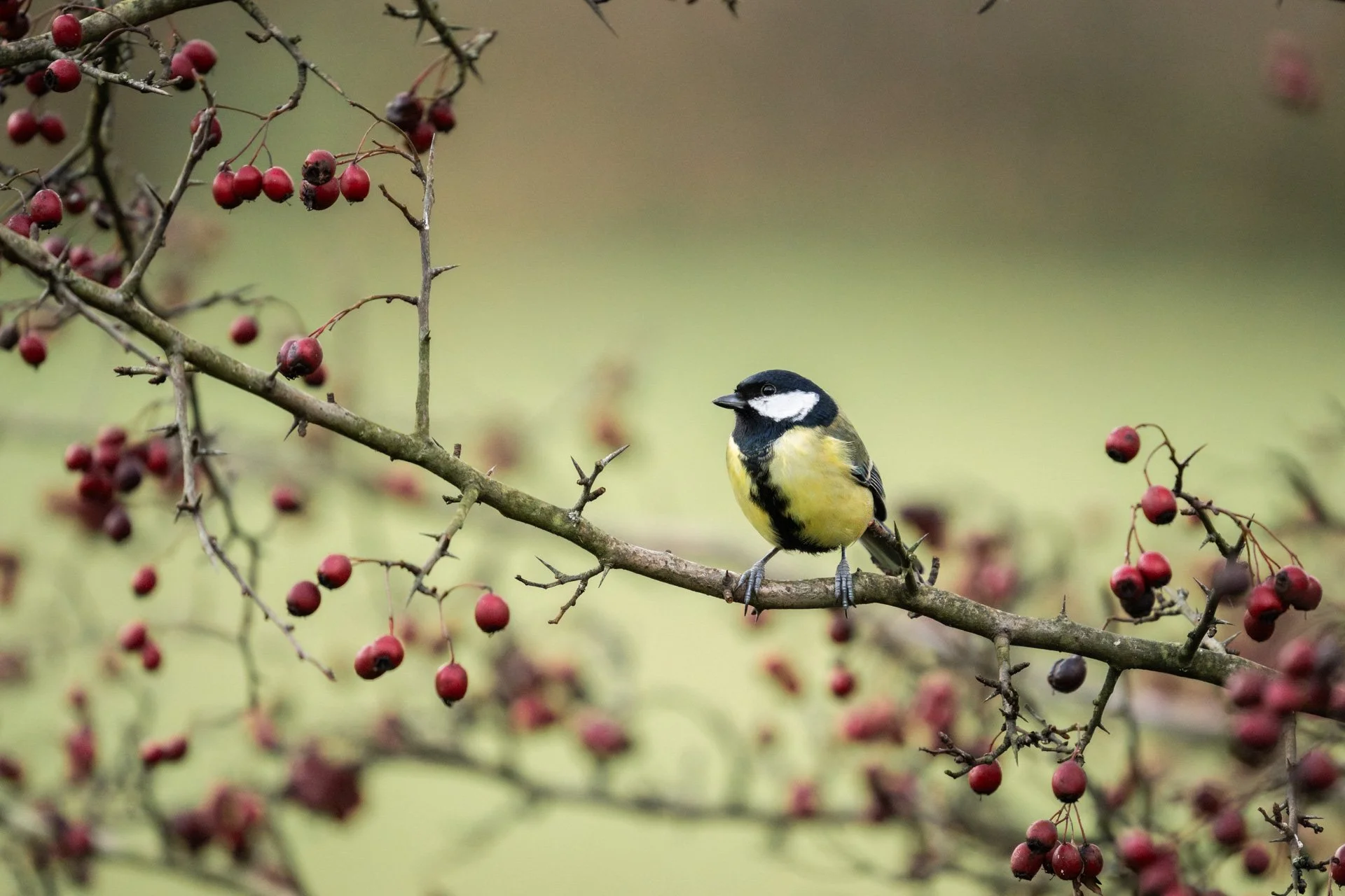 Decemeber Garden 02.jpg