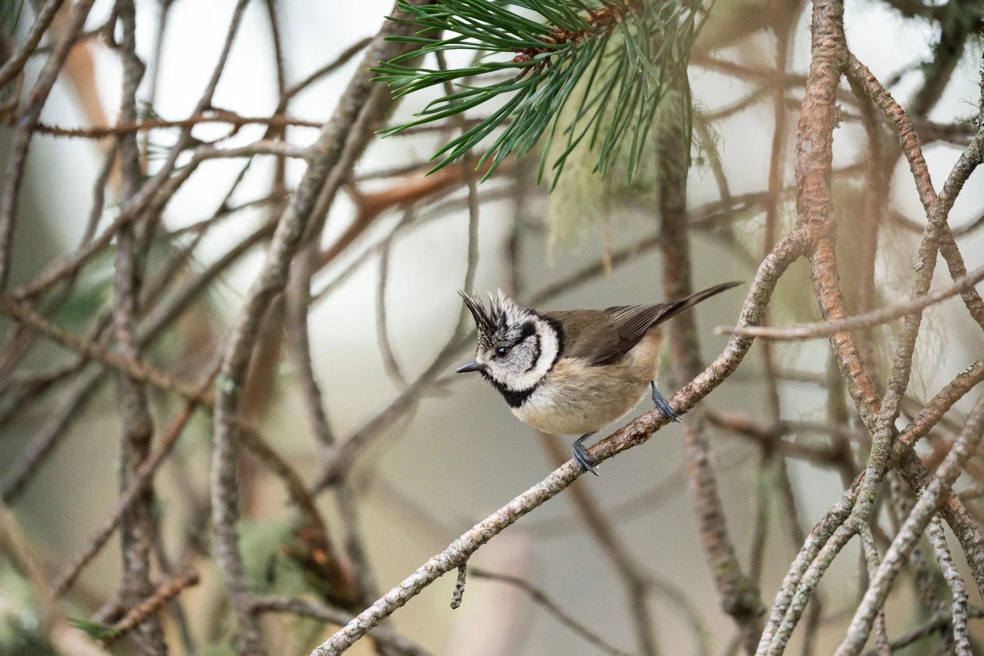 My last day in Scotland - Winter Wildlife Tour Day 3