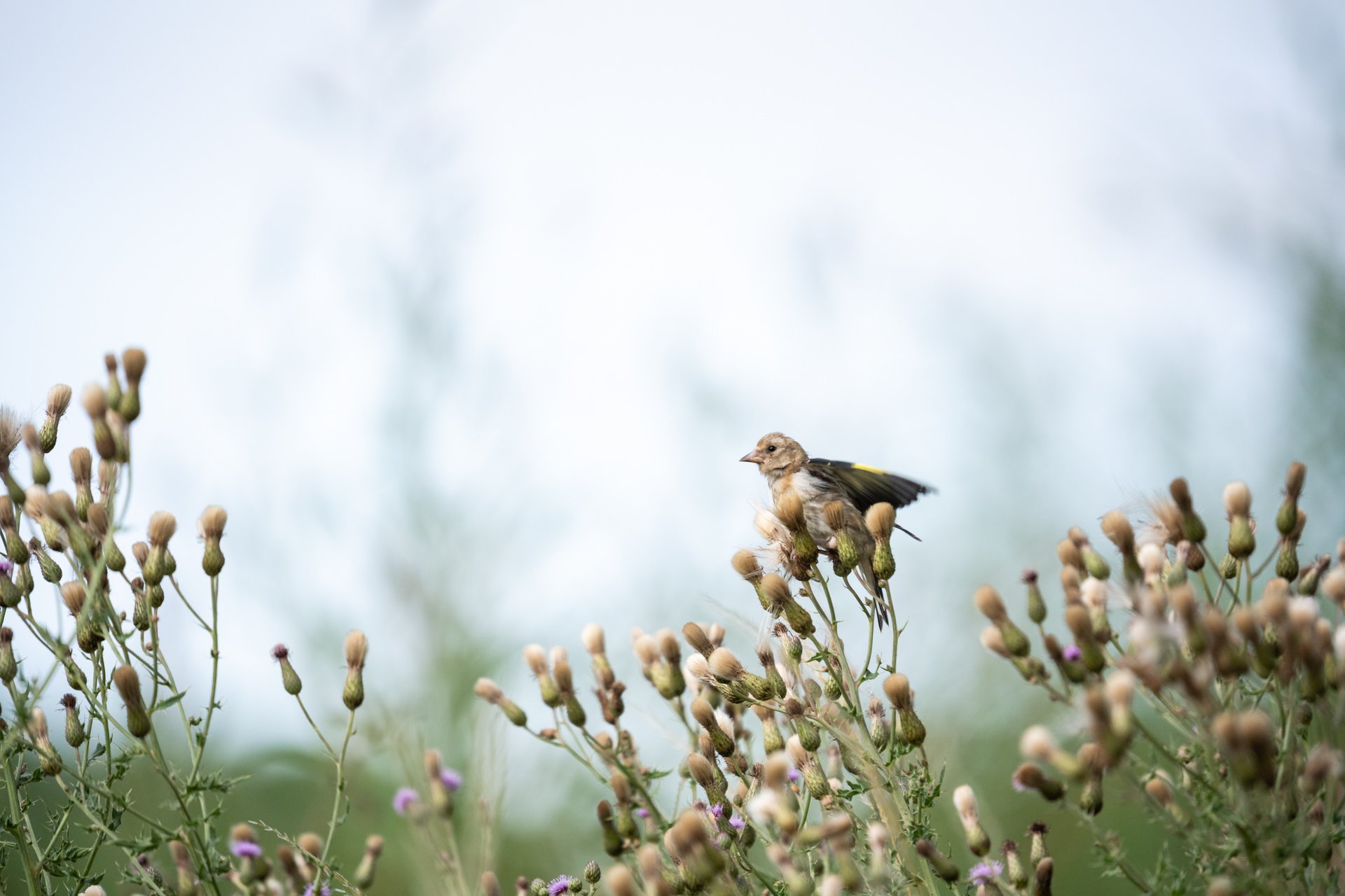 Aston Locks Nature Reserve _13.jpg