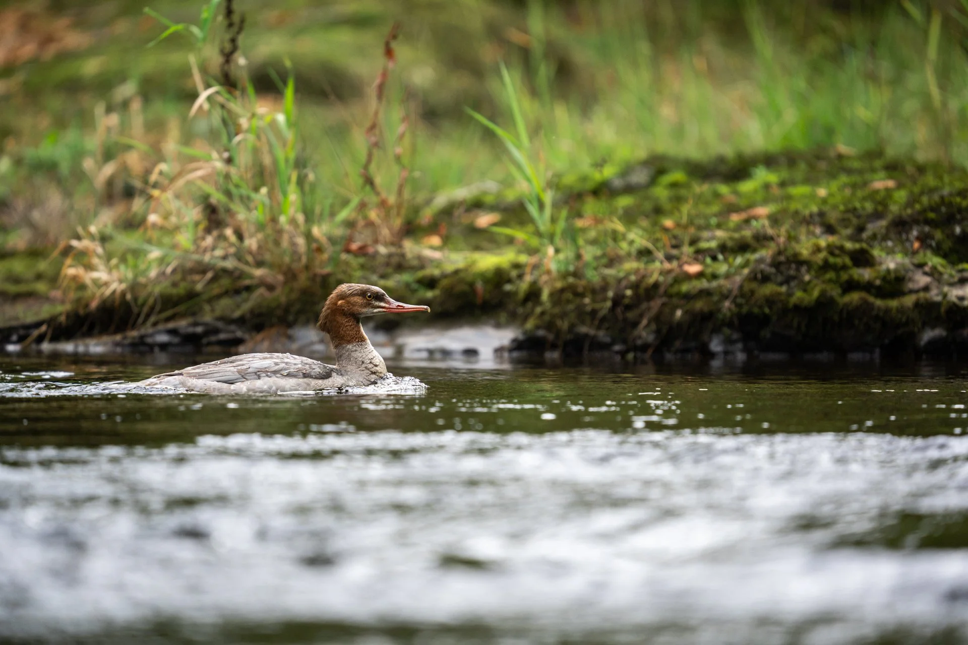 Dippers_05.jpg
