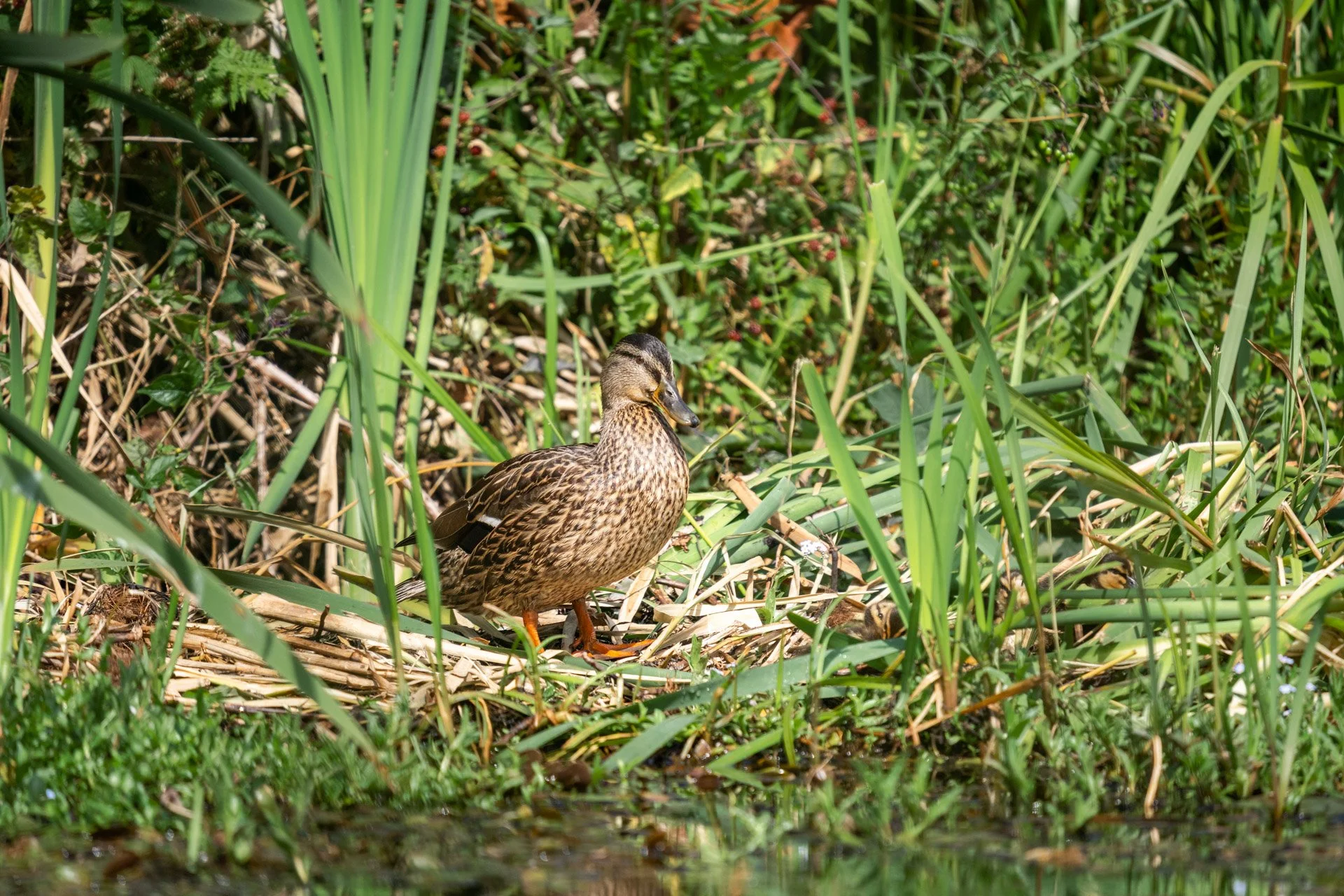 Aston Locks Nature Reserve _34.jpg