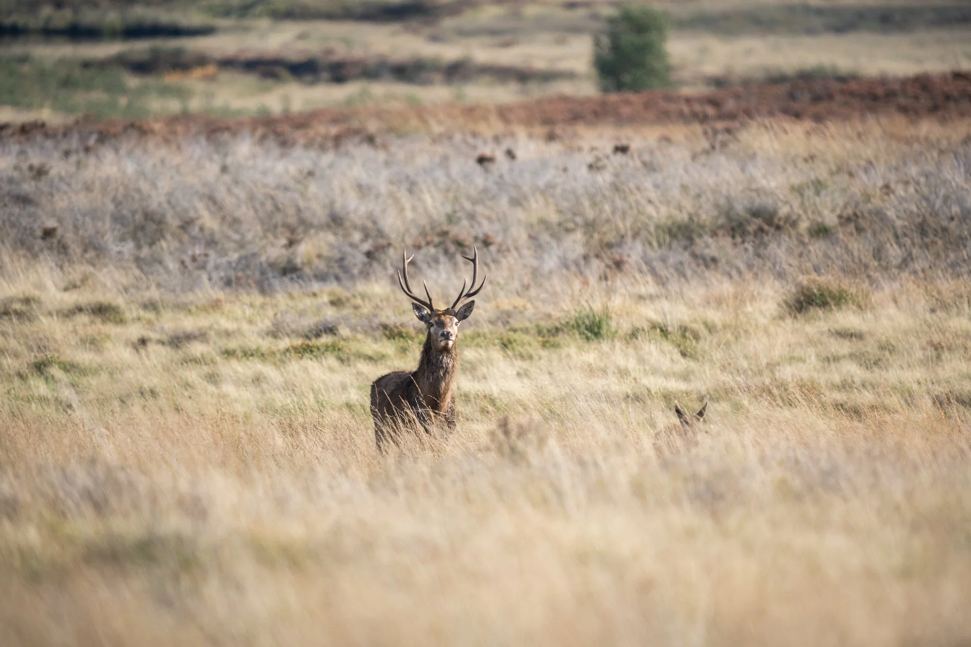 Peak District Deer _06.jpg