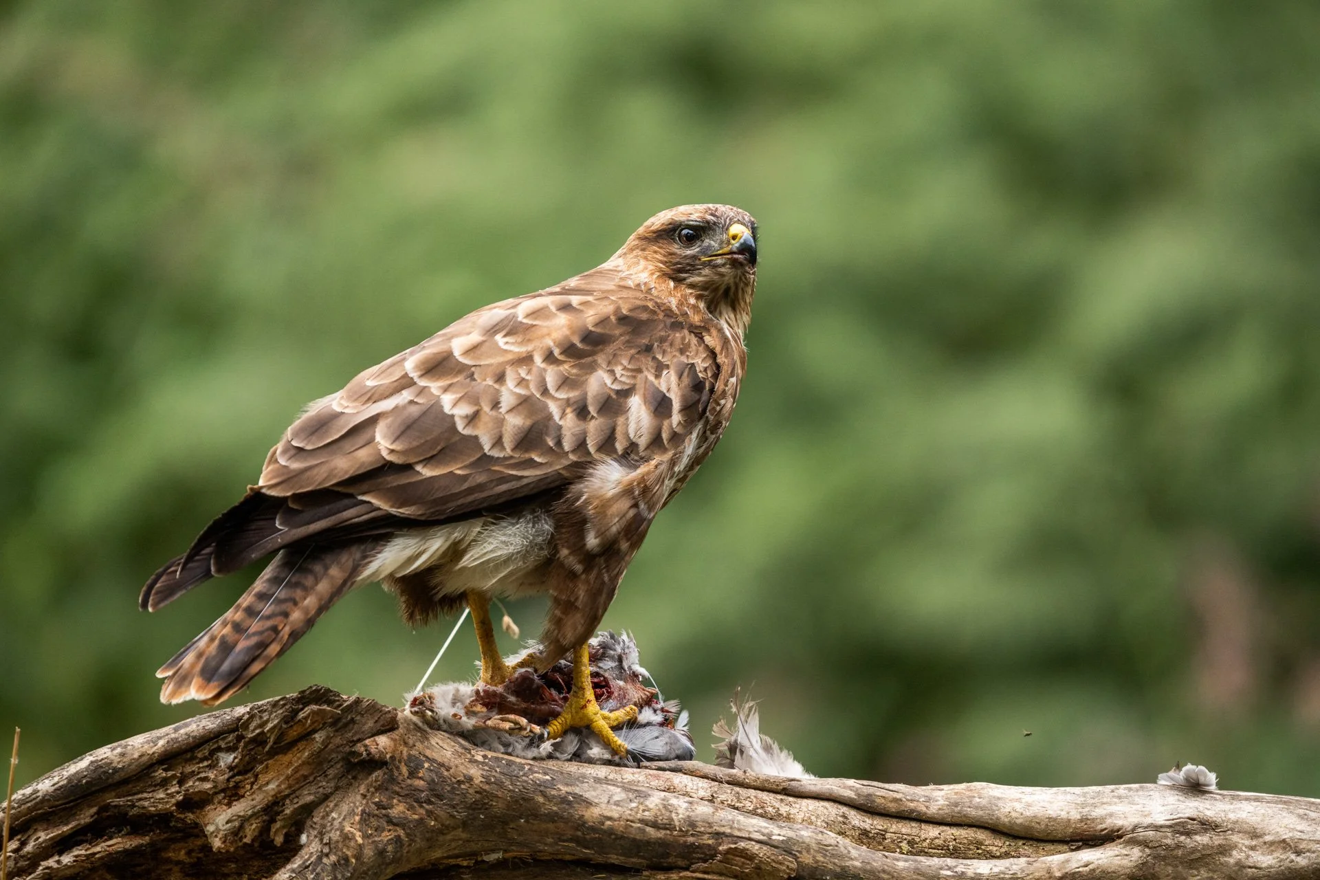 Buzzard Hide (40).jpg