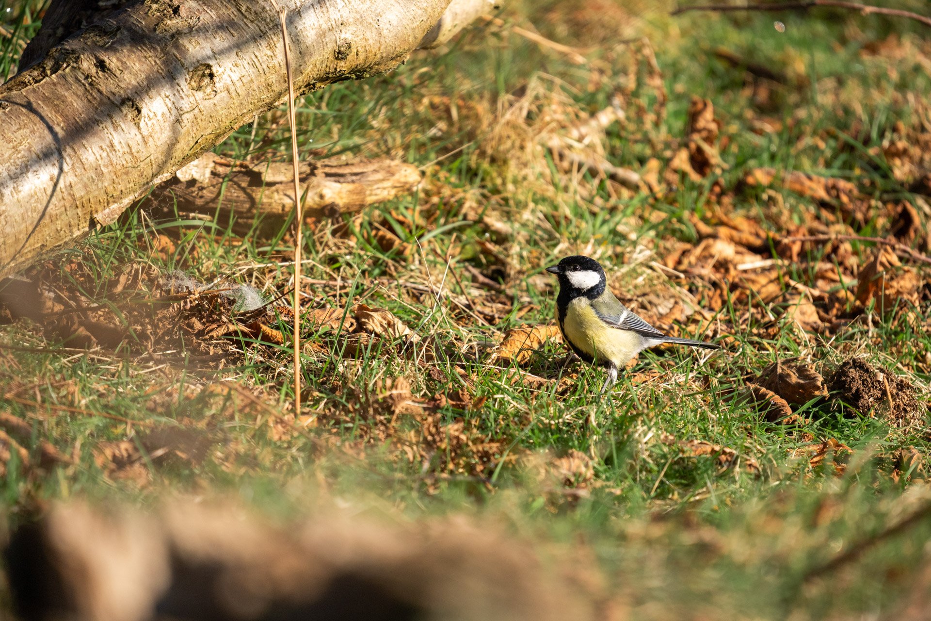 Local Wildlife Walk _02.jpg