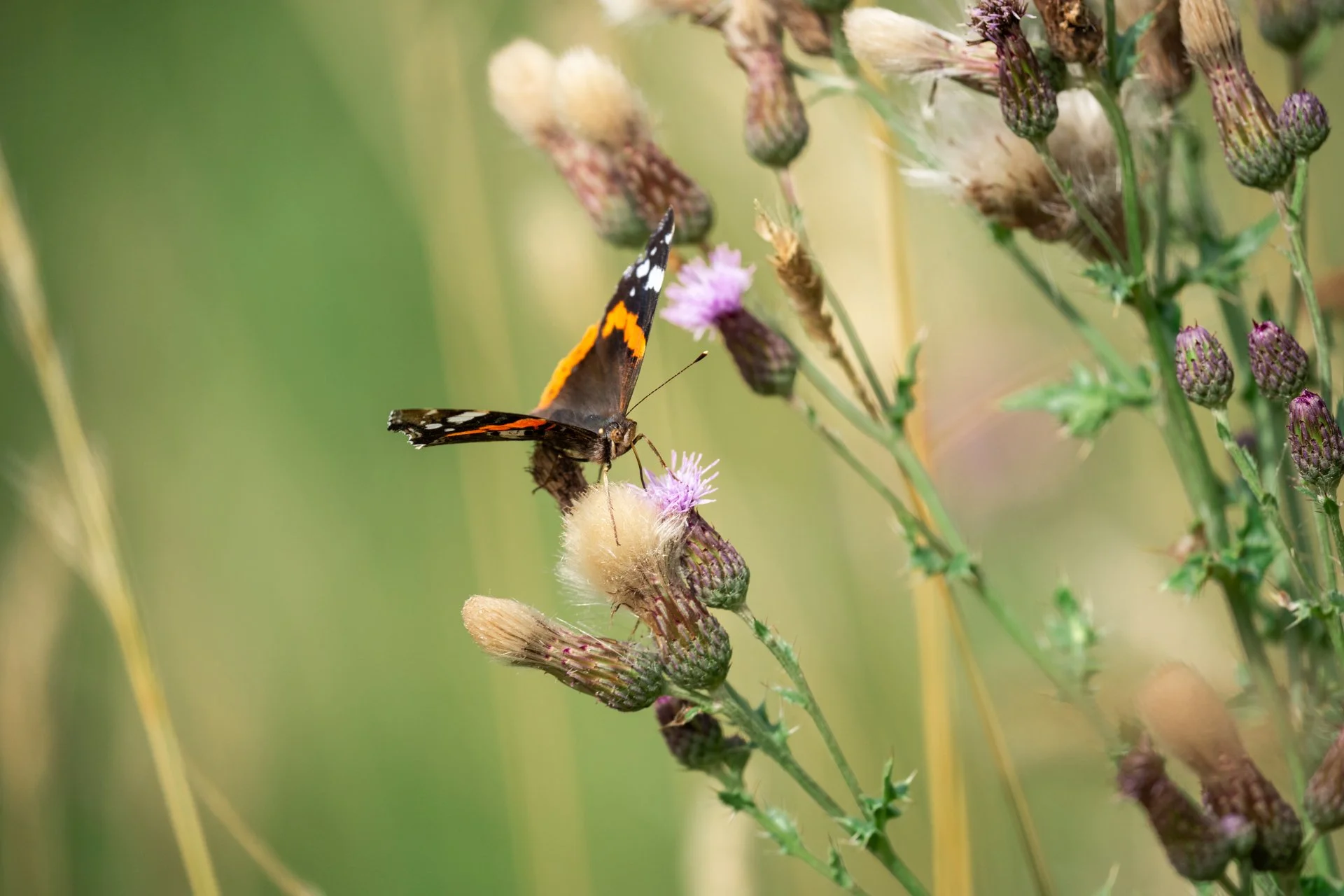 Aston Locks Nature Reserve _21.jpg